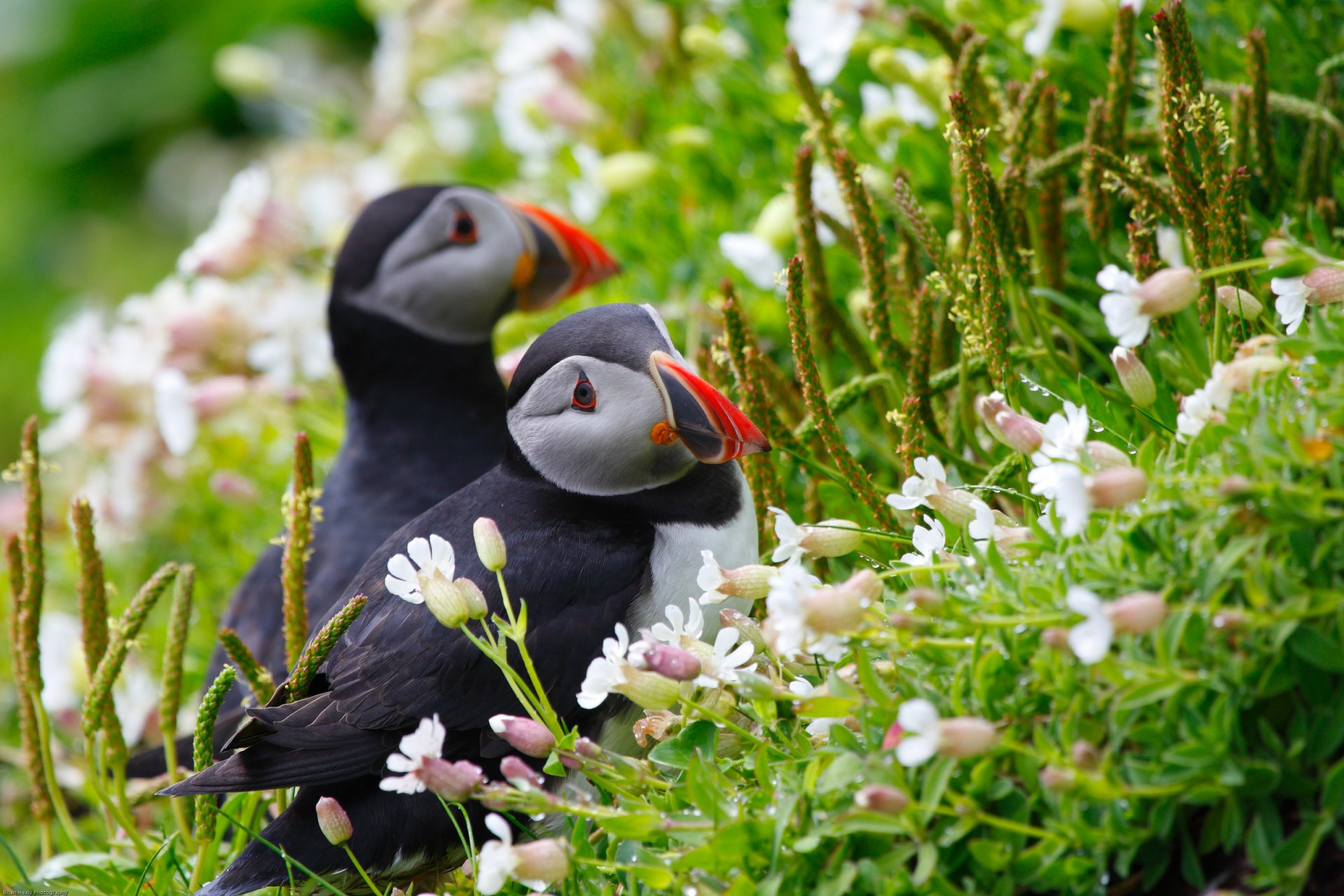 oiseaux macareux macareux couple fleurs rosée épillets herbe vue