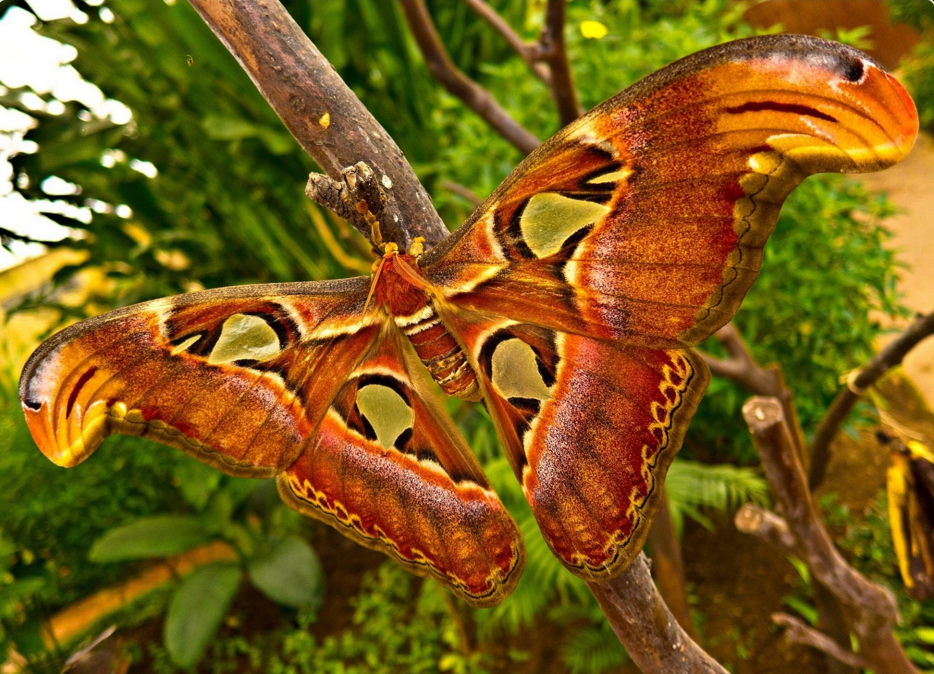 schmetterling flügel makro