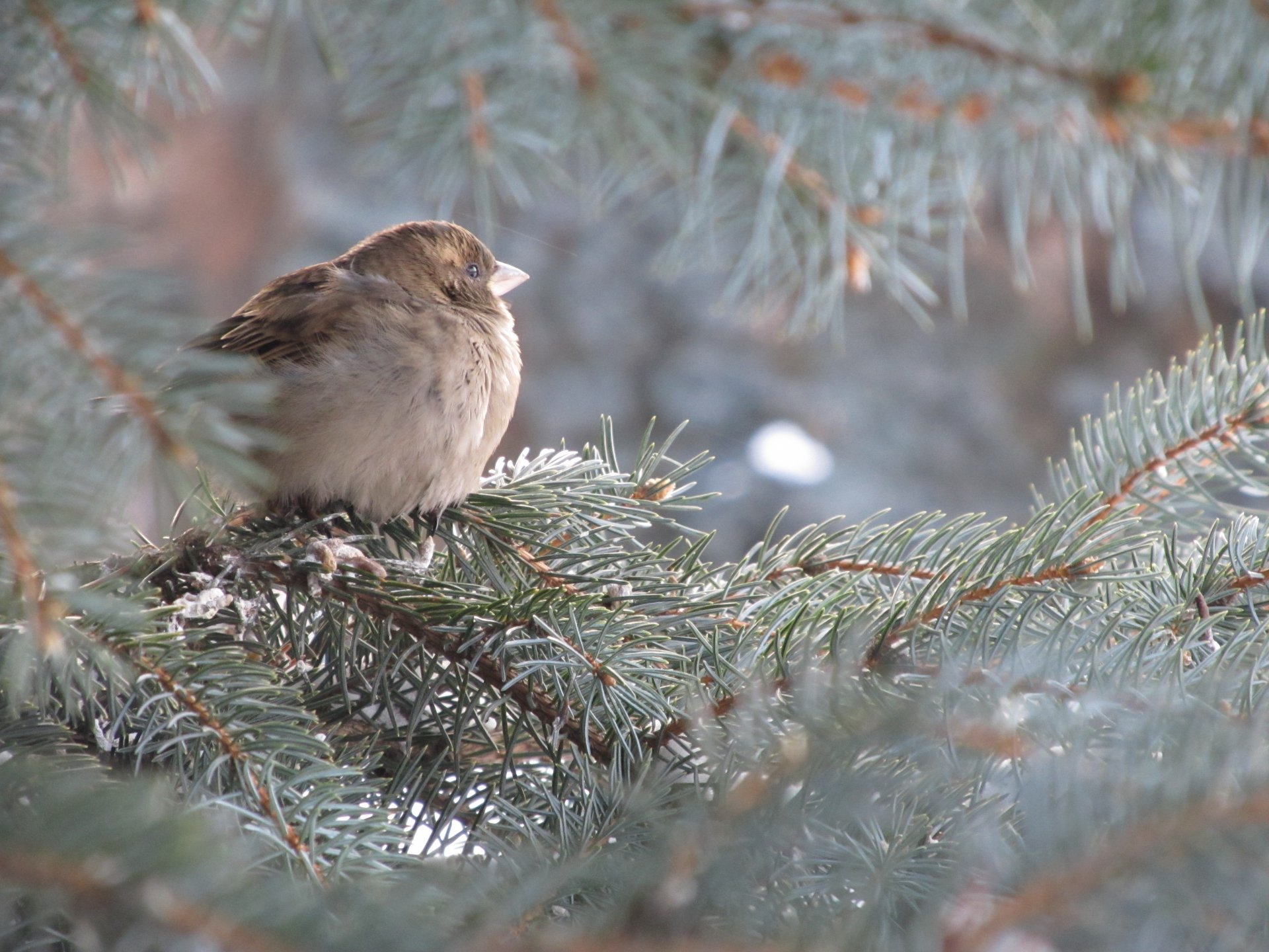 moineau sapin bleu arbre de noël