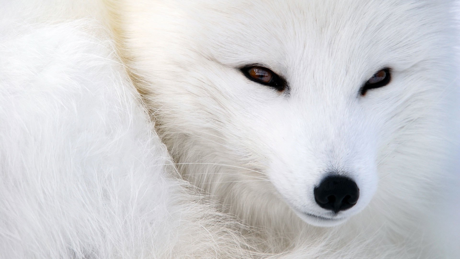 animaux renard renard polaire renard arctique museau regard nez yeux fourrure laine