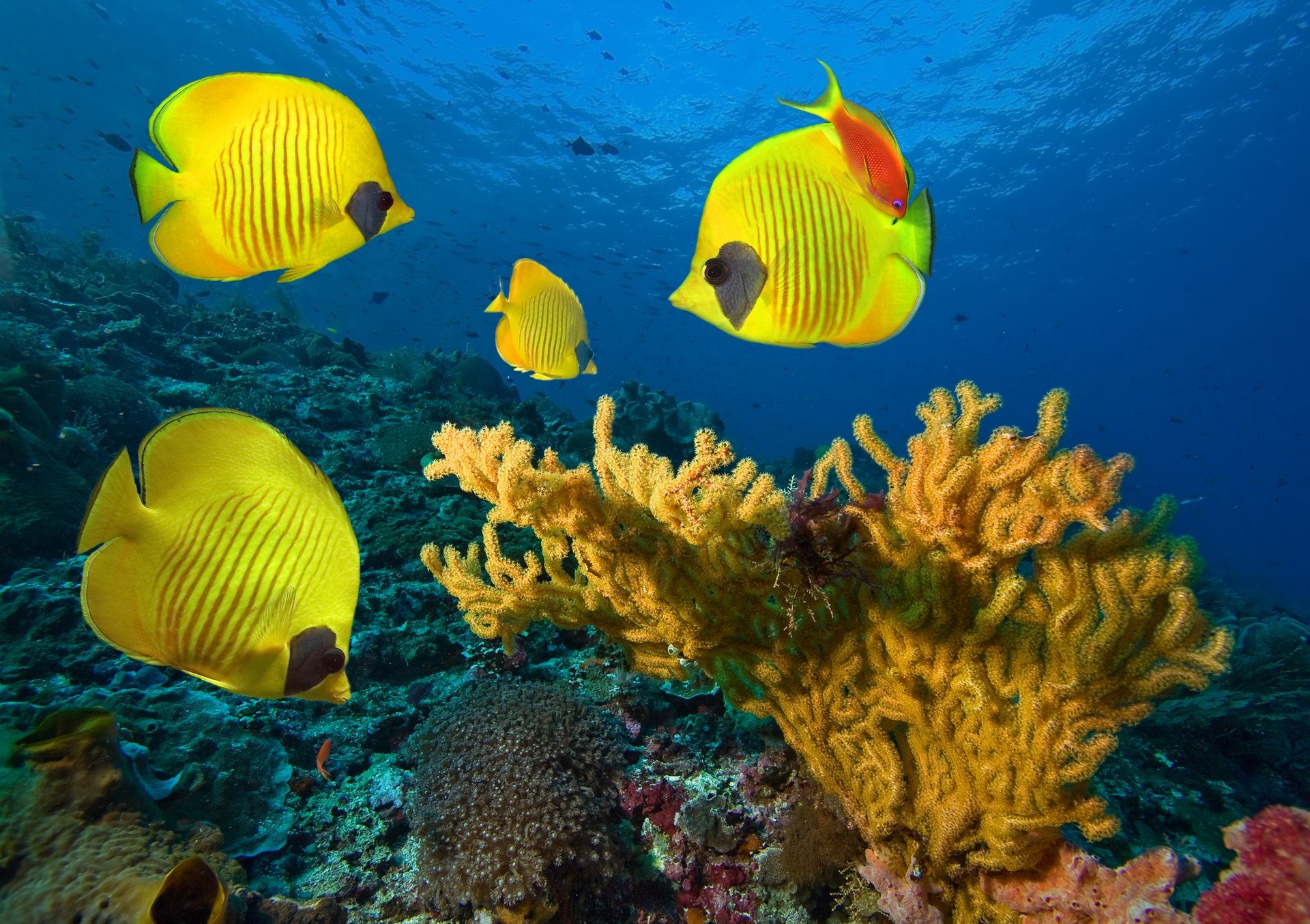 mer eau poissons colonies de corail sous l eau poissons colonies de corail