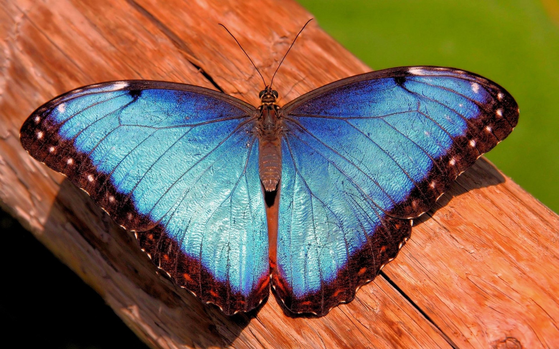 farfalla morpho mrpho tronco