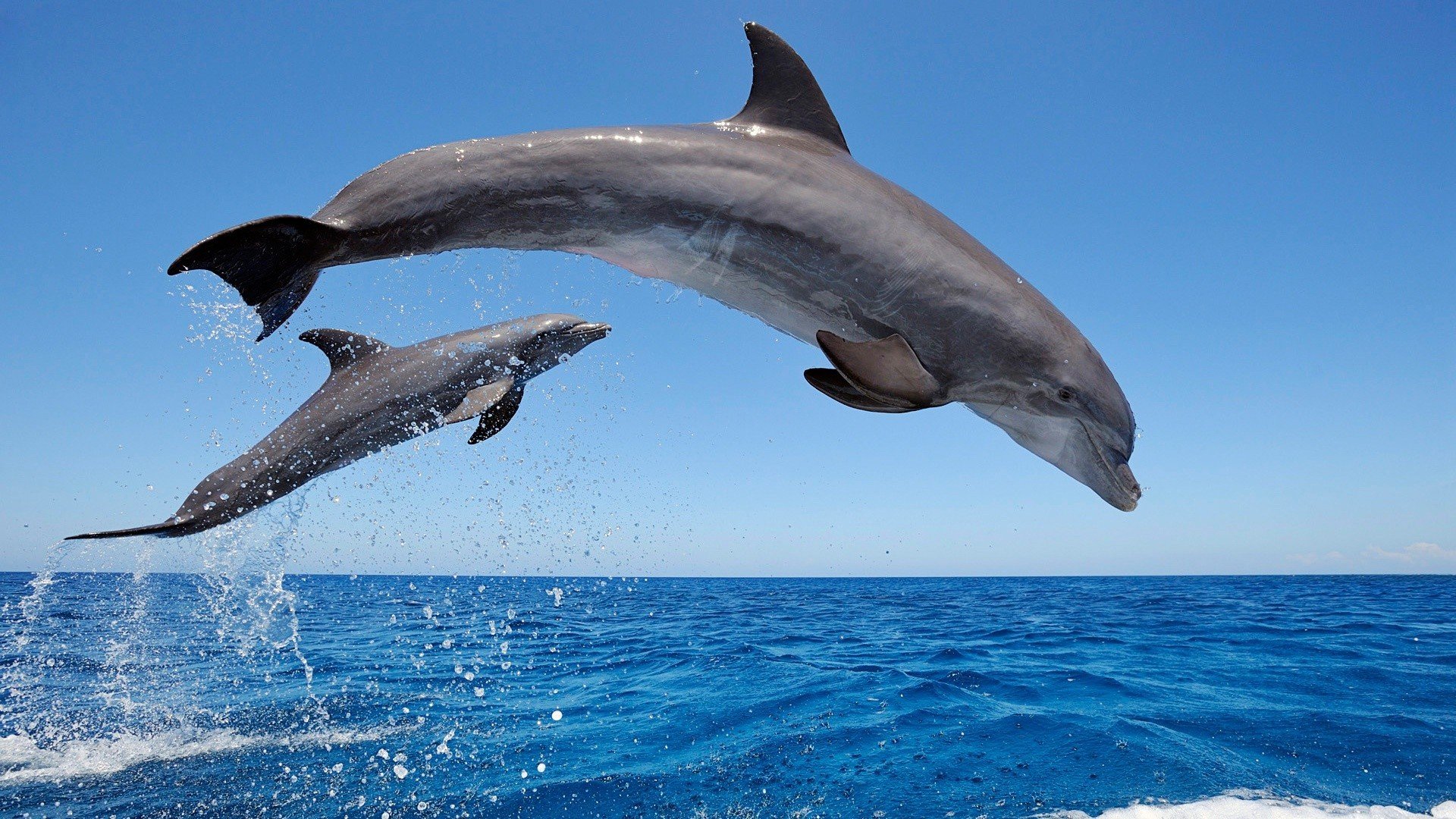 mar agua delfines