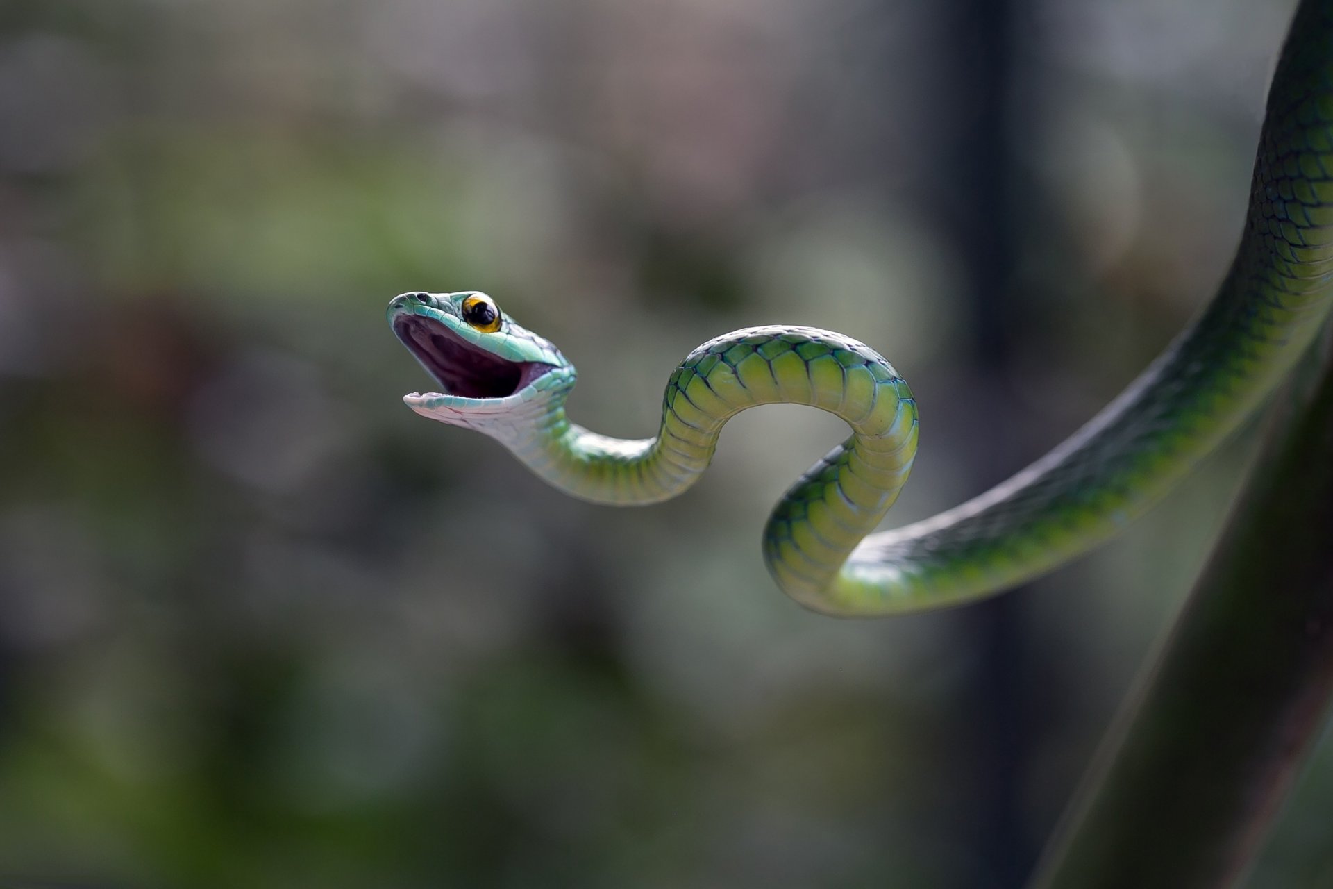 serpiente resplandor fondo