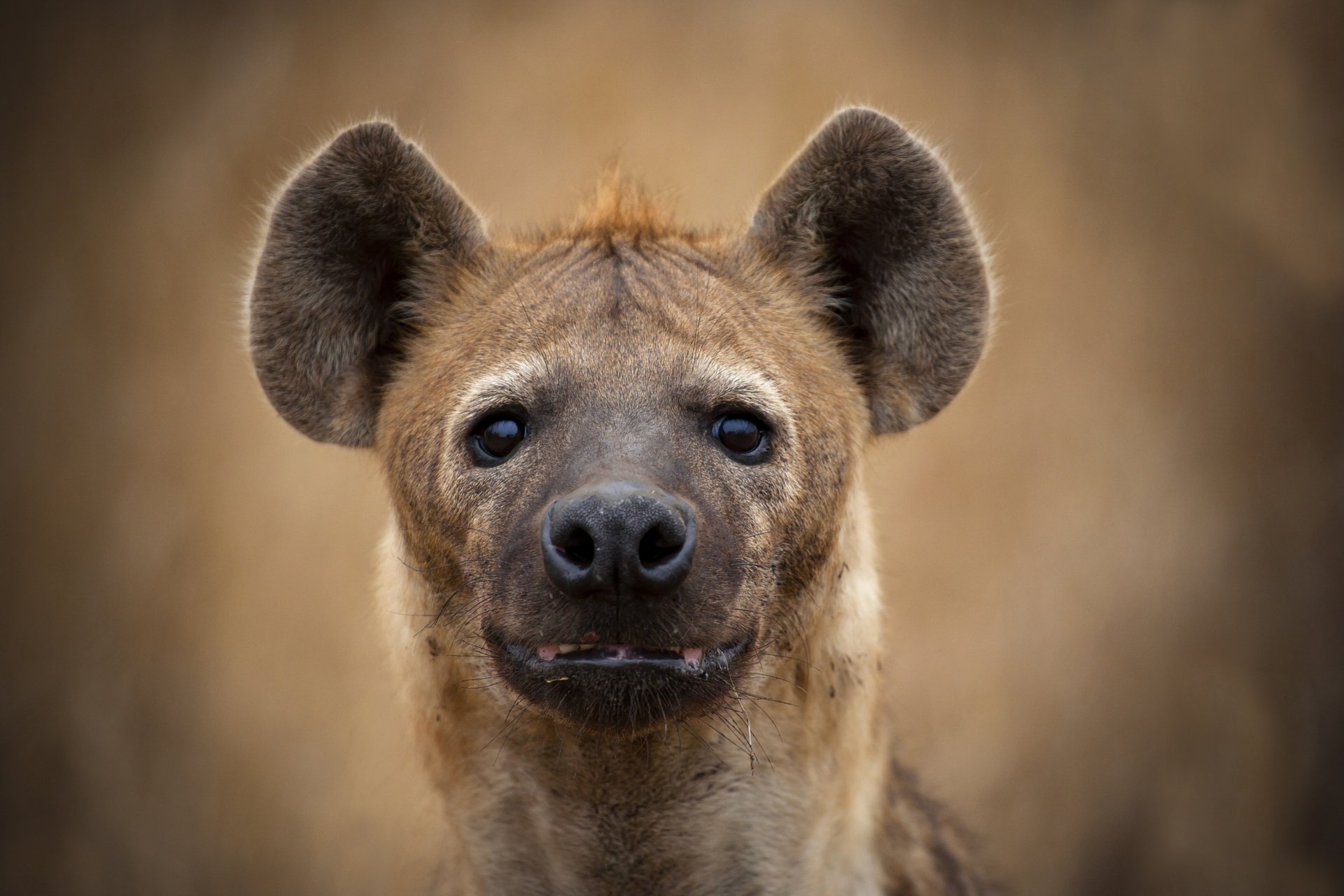 hyena face view