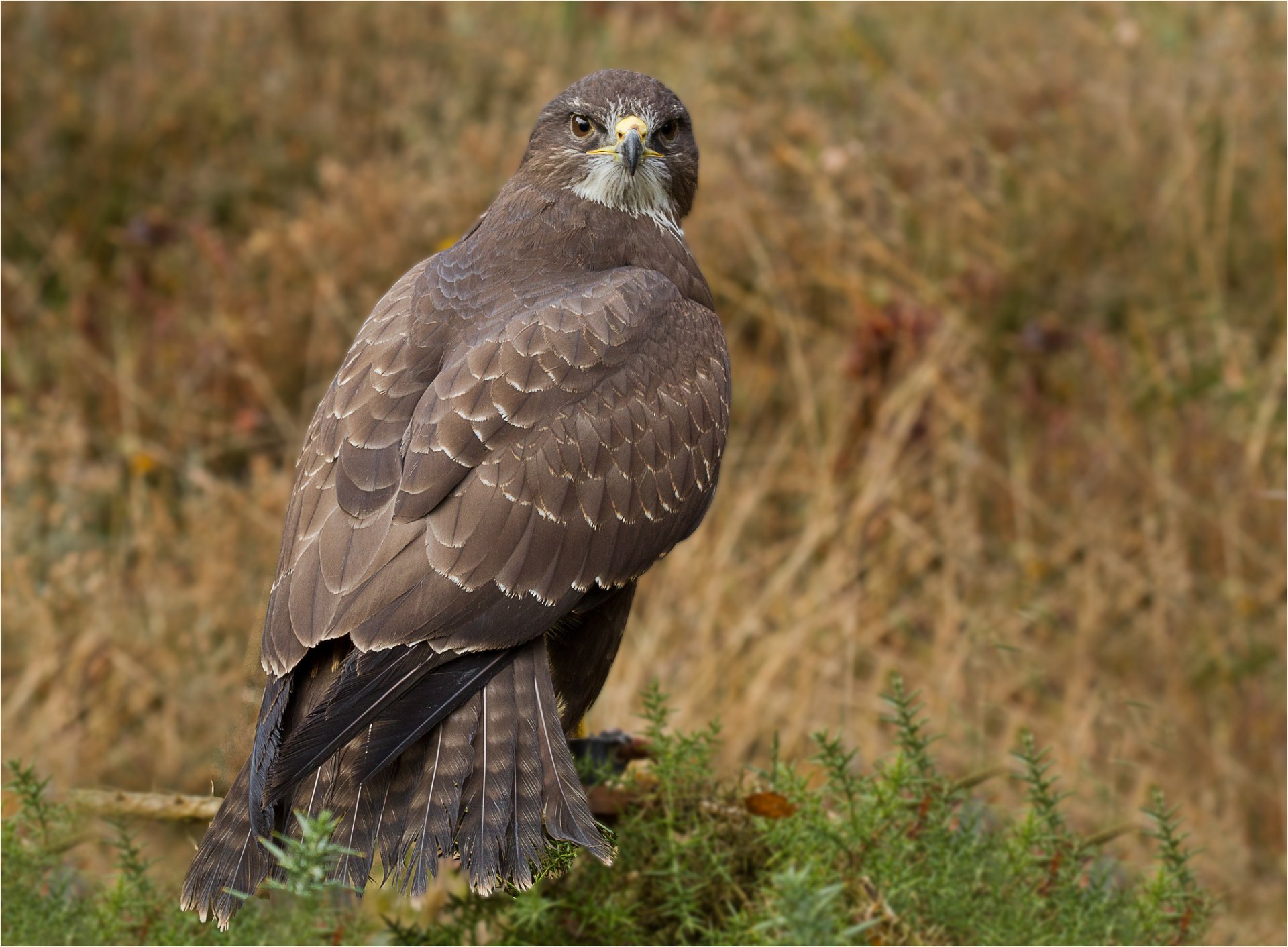 oiseau prédateur buse faucon vue