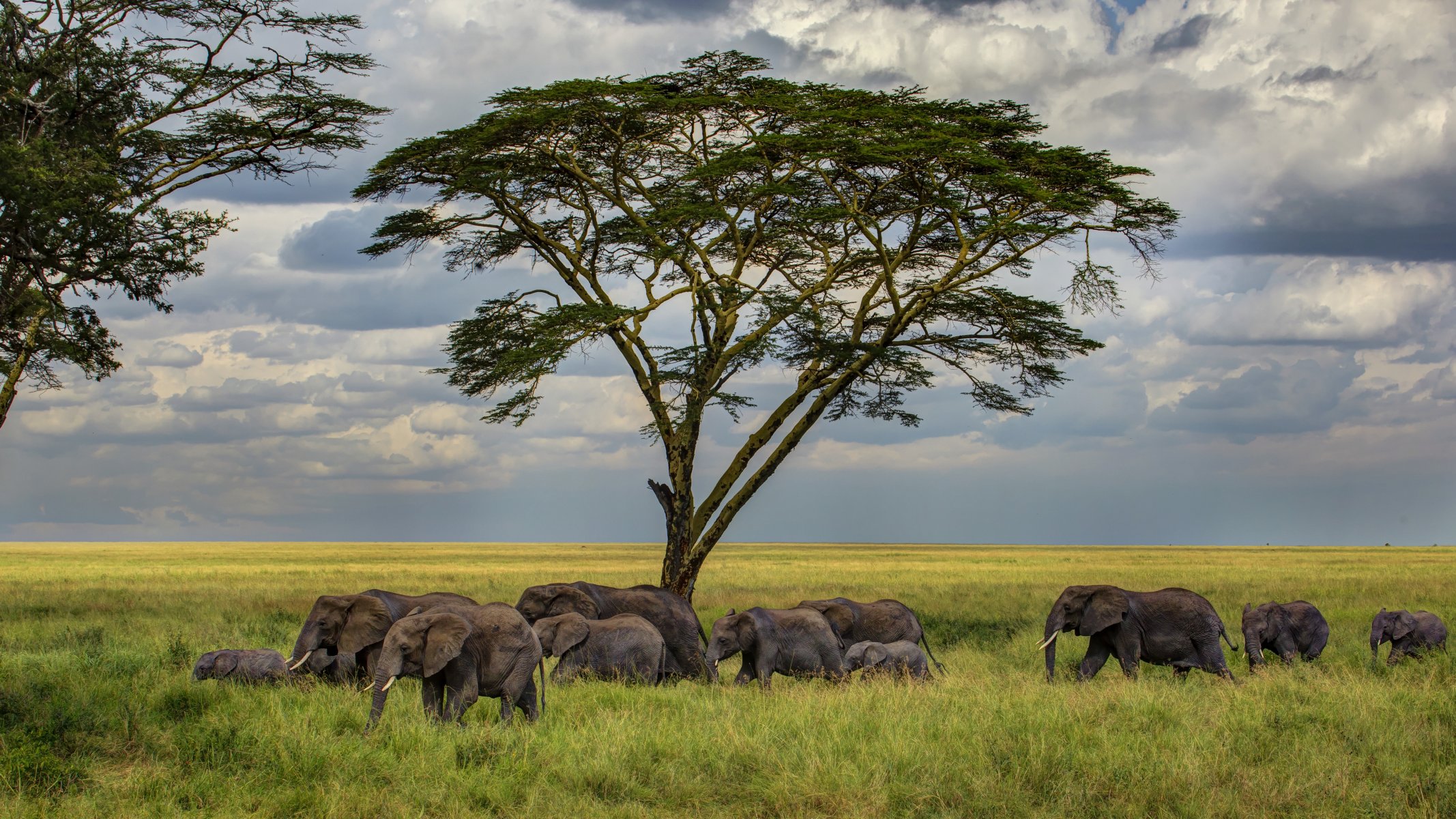 savana albero erba elefanti gregge