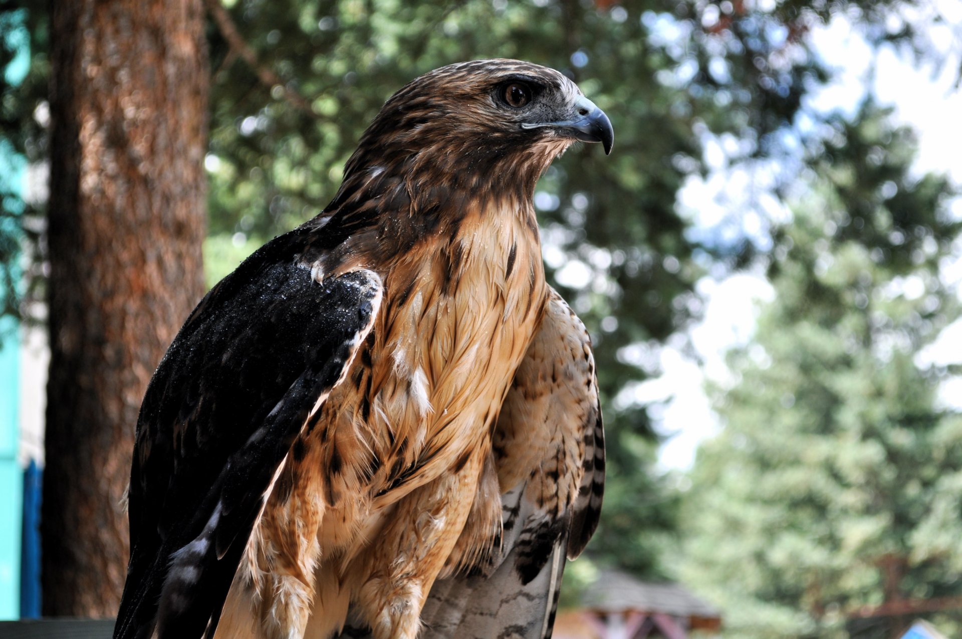 uccello falco profilo sfondo sfocatura