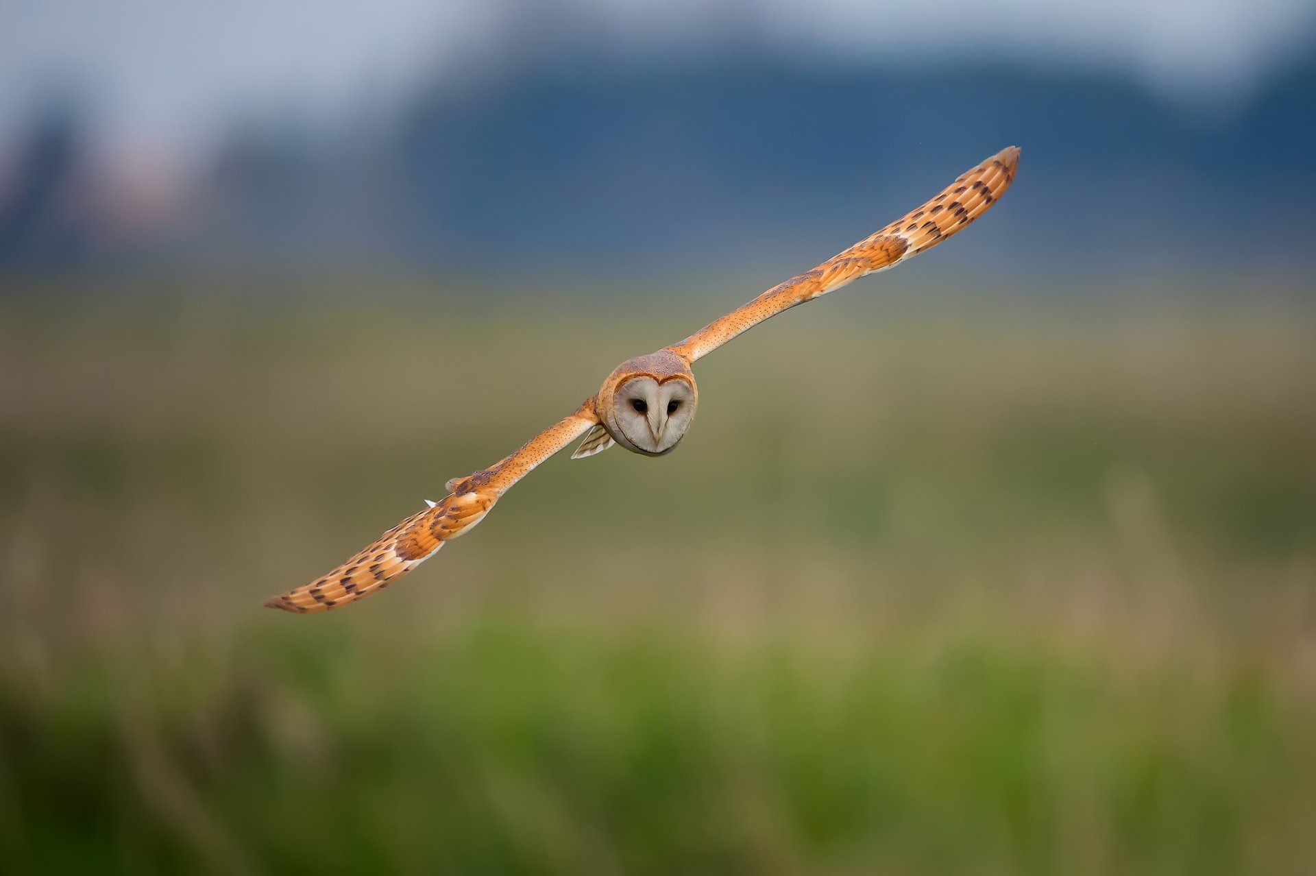 oiseau hibou fond