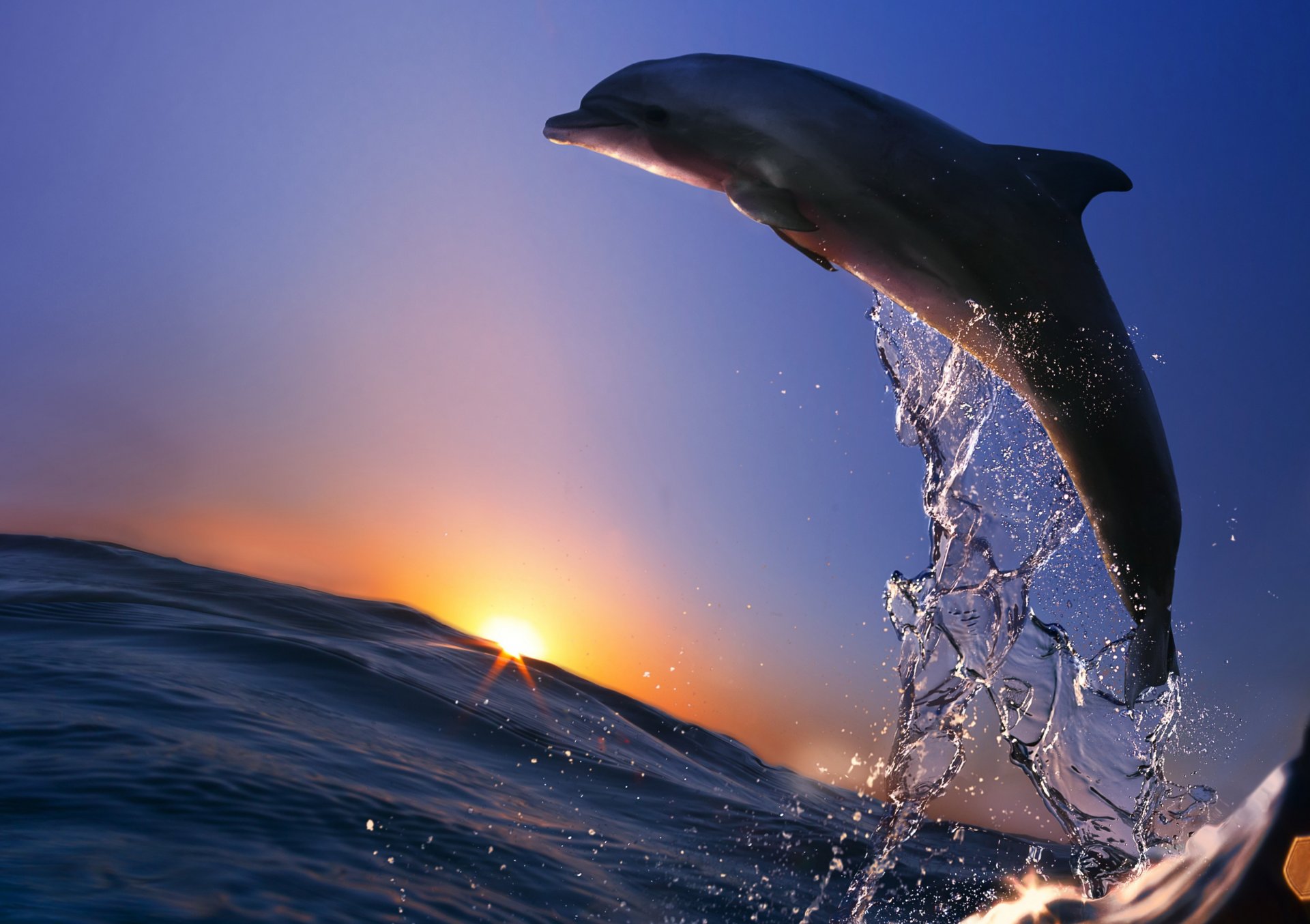 animals dolphin jump sea ocean spray