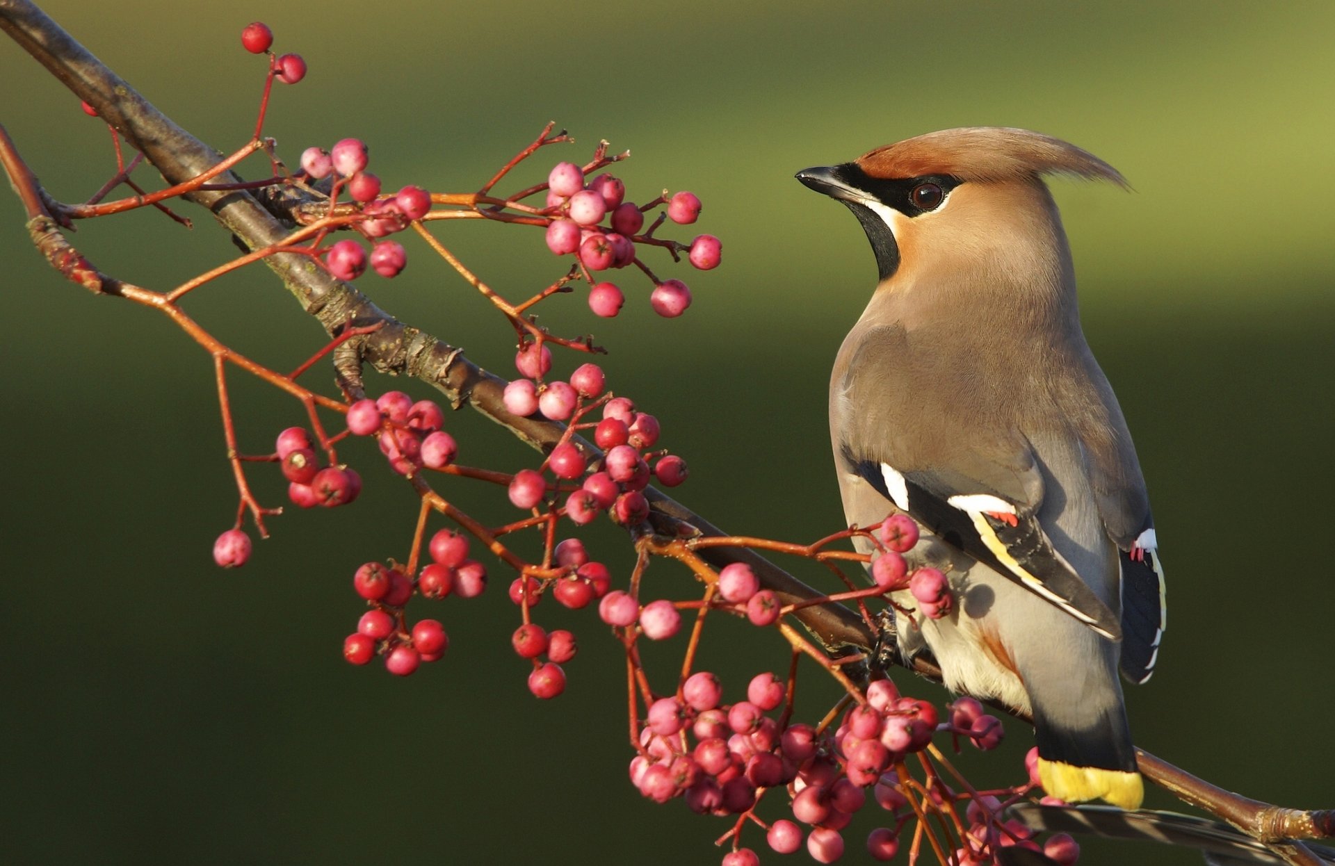 pfeife vogel beeren zweig