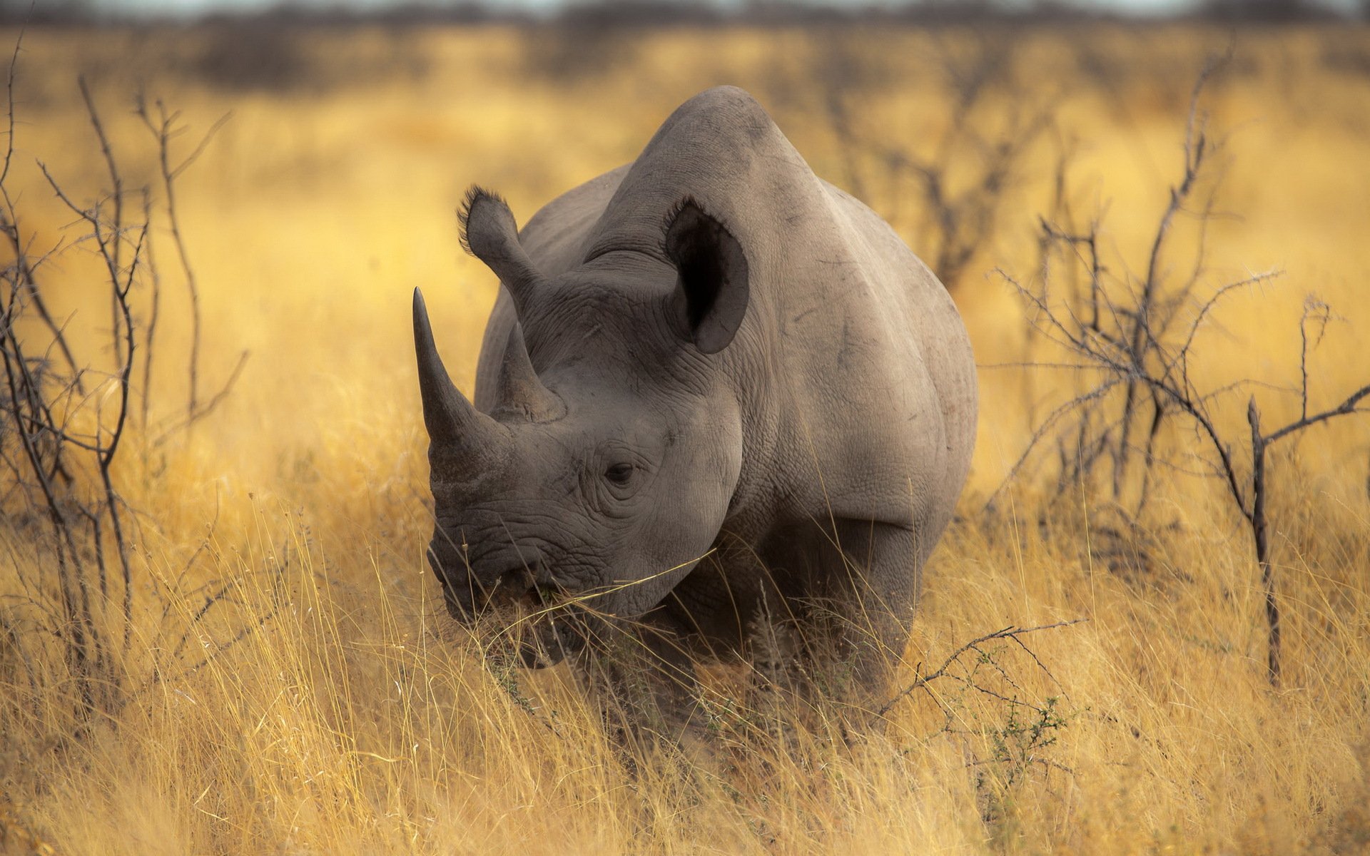 nashorn natur hintergrund