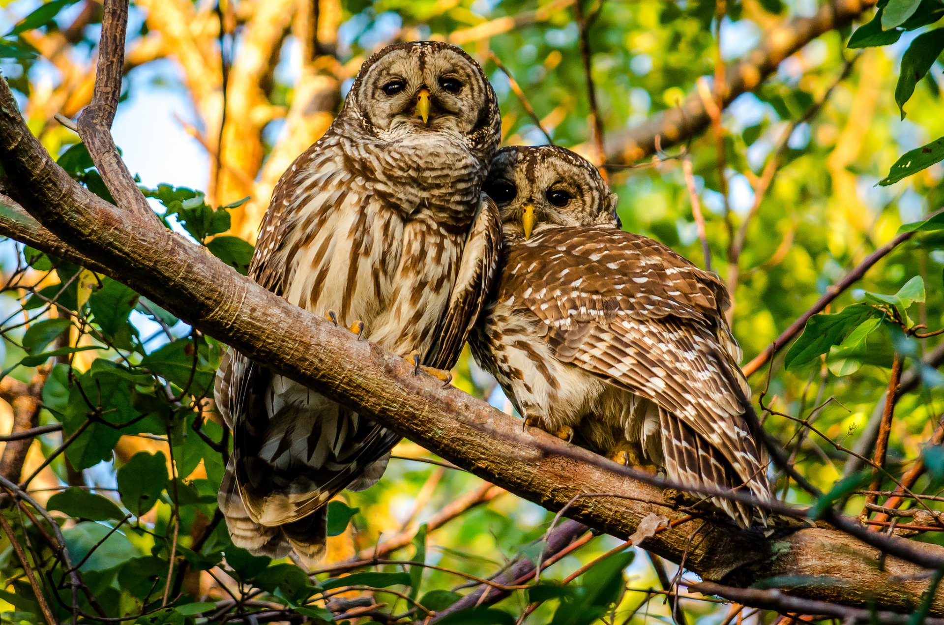 motley owl owl birds couple branch