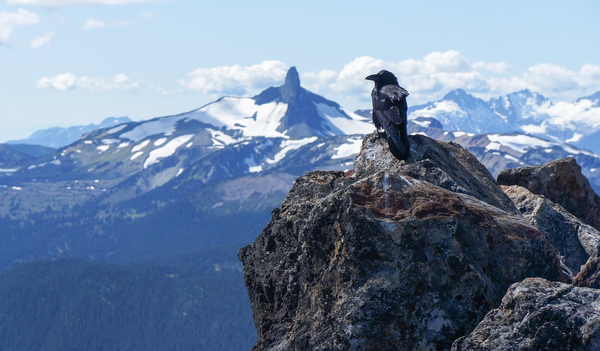 rabe berge steine vogel