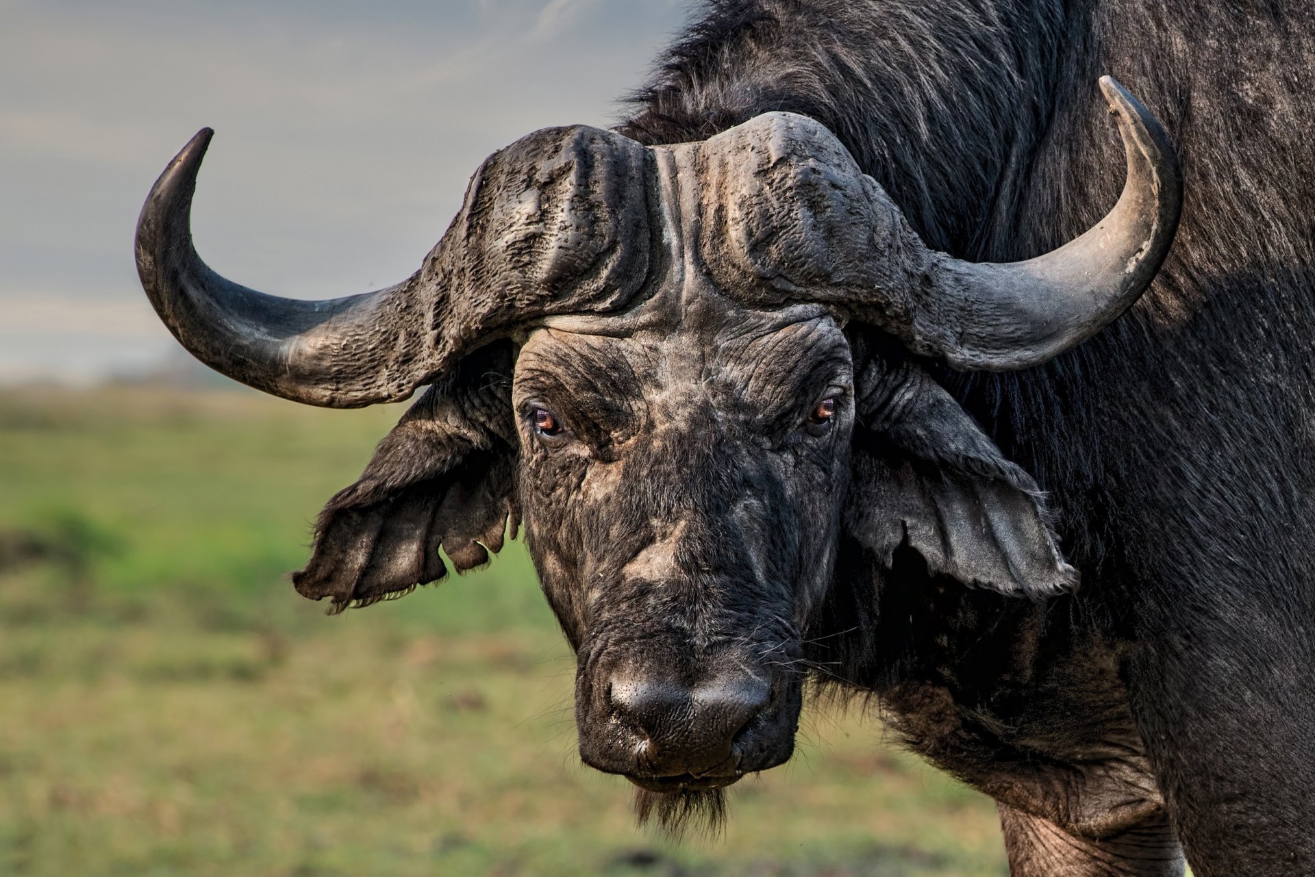 toro cuernos mirada