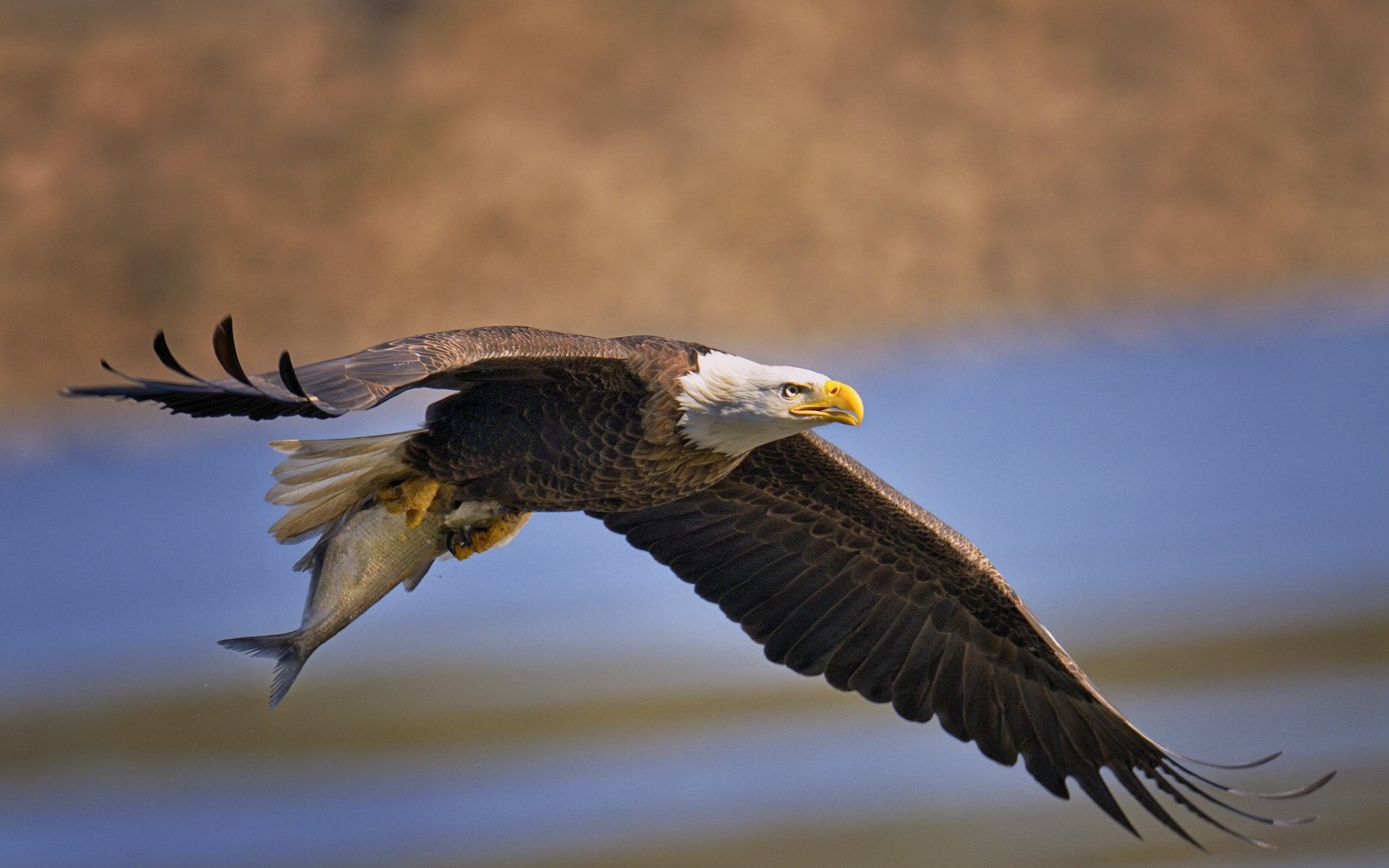 águila calva pájaro depredador pescado alas captura presa