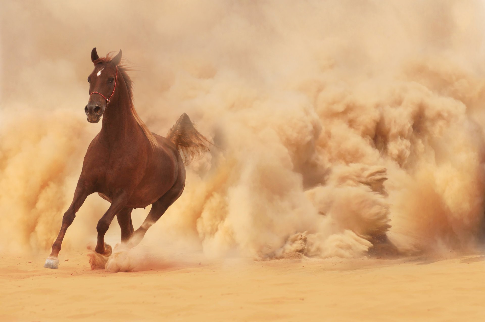 pferd pferd läuft laufen sand staub