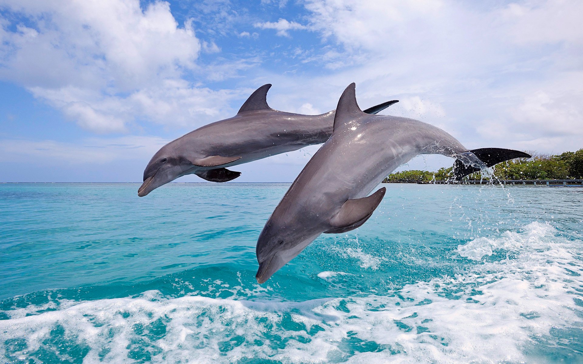 dauphins ciel mer saut couple éclaboussures