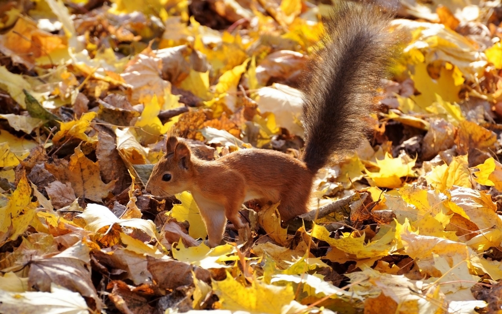 eichhörnchen rothaarige flauschiger schwanz blätter herbst