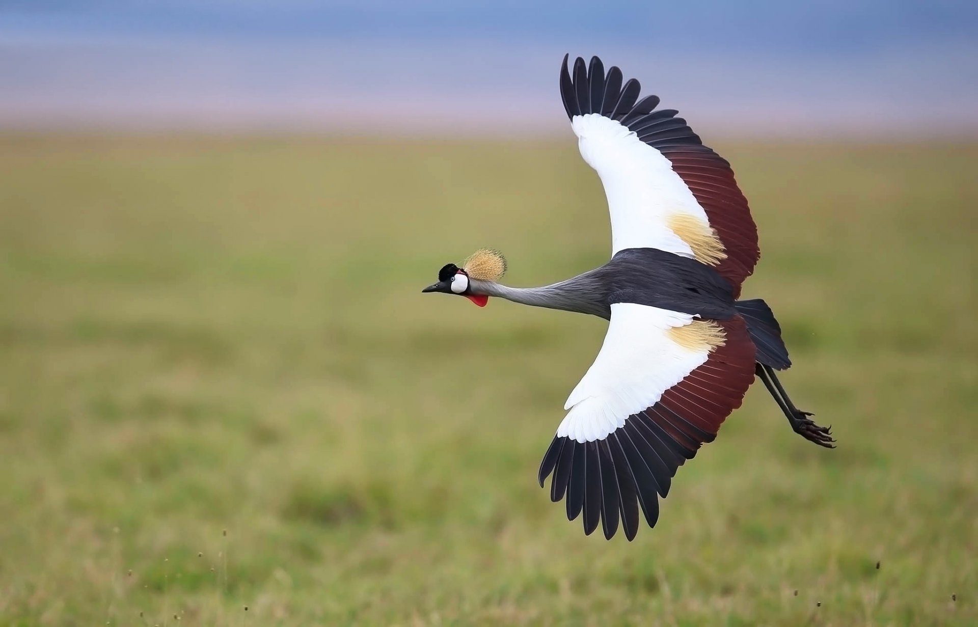 oiseau grue gris ailes vol