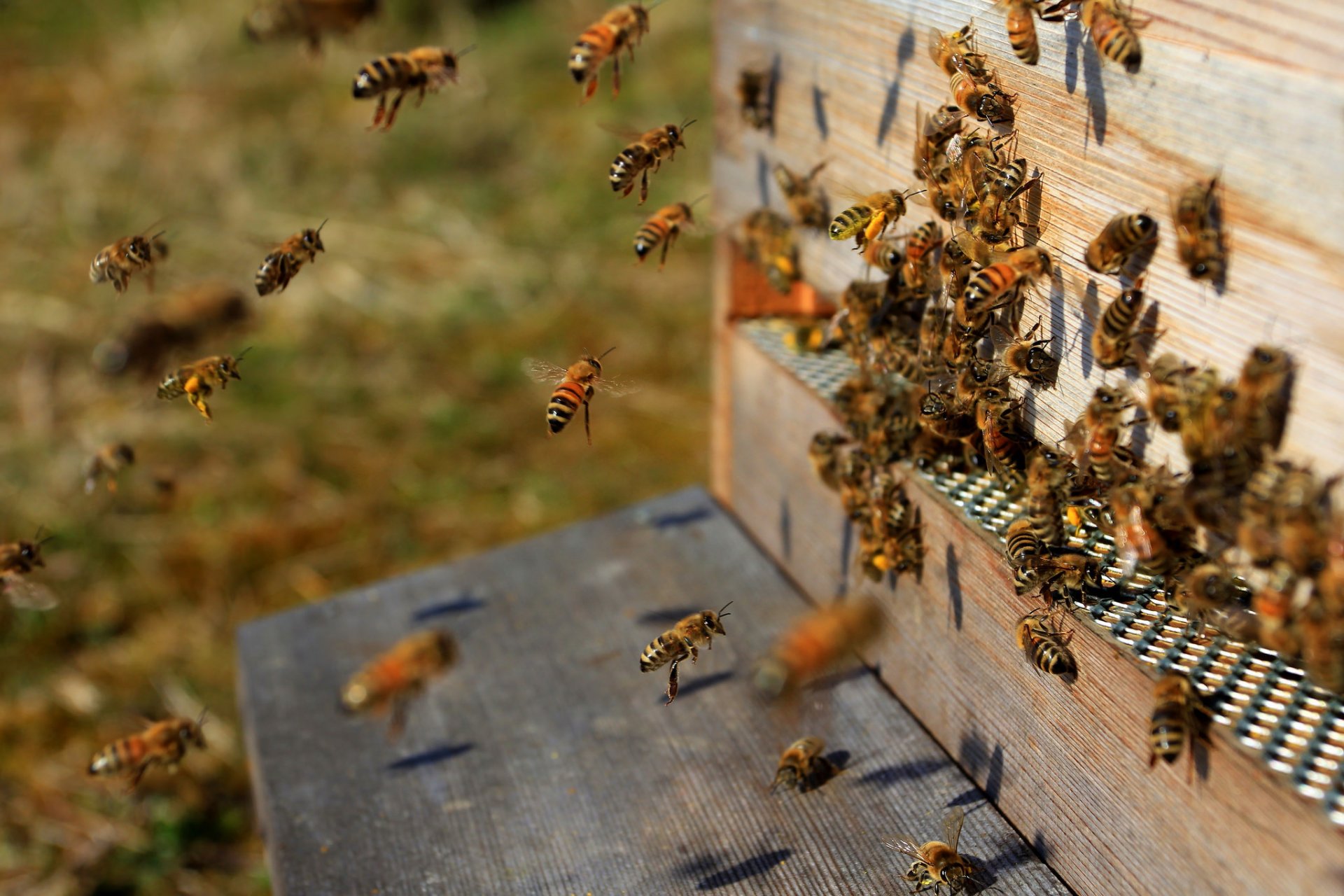 bienenstock schwarm insekten