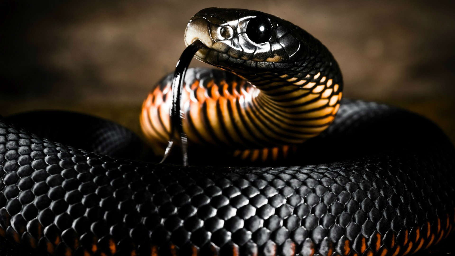 serpiente cabeza lengua escamas coloración color