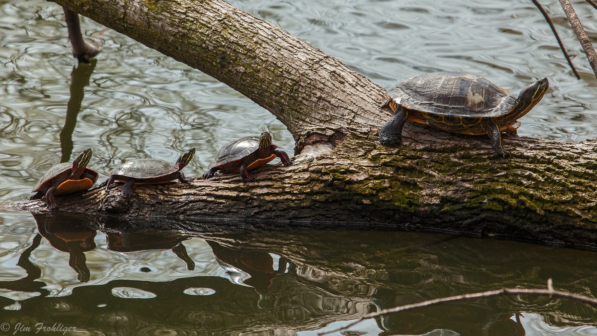 painted turtle brood kids cubs water log