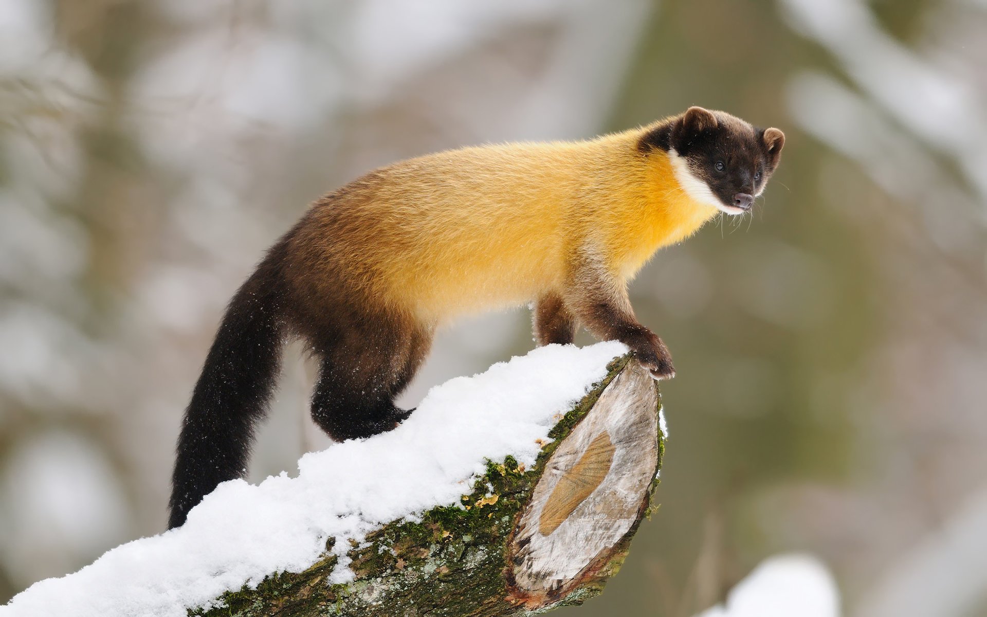 hartha marten tree background