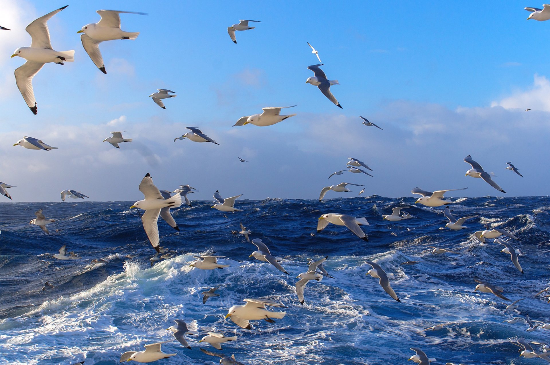 stado ptaki mewy morze ocean woda fale powierzchnia niebo odległość horyzont