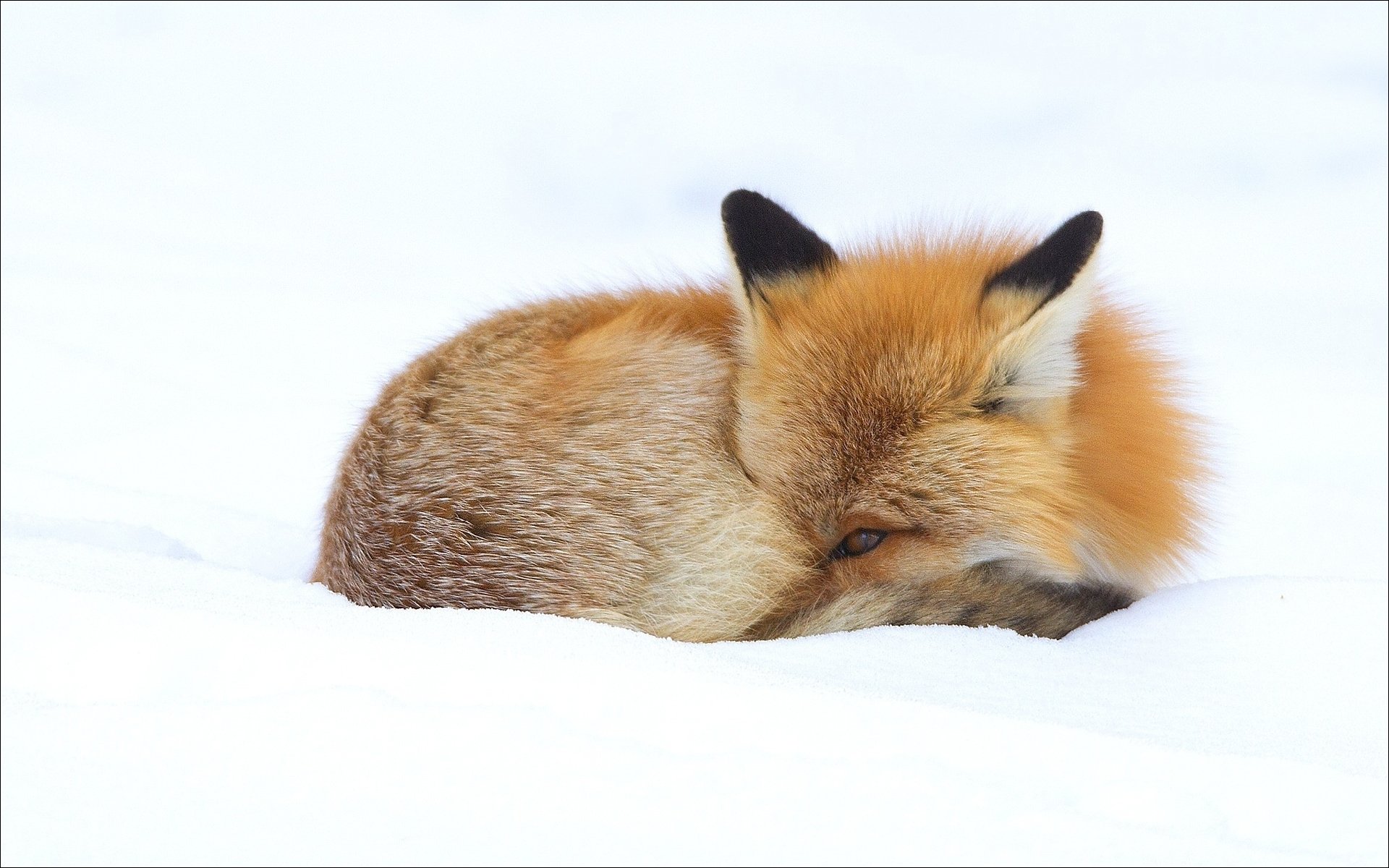 animals winter fox animals winter