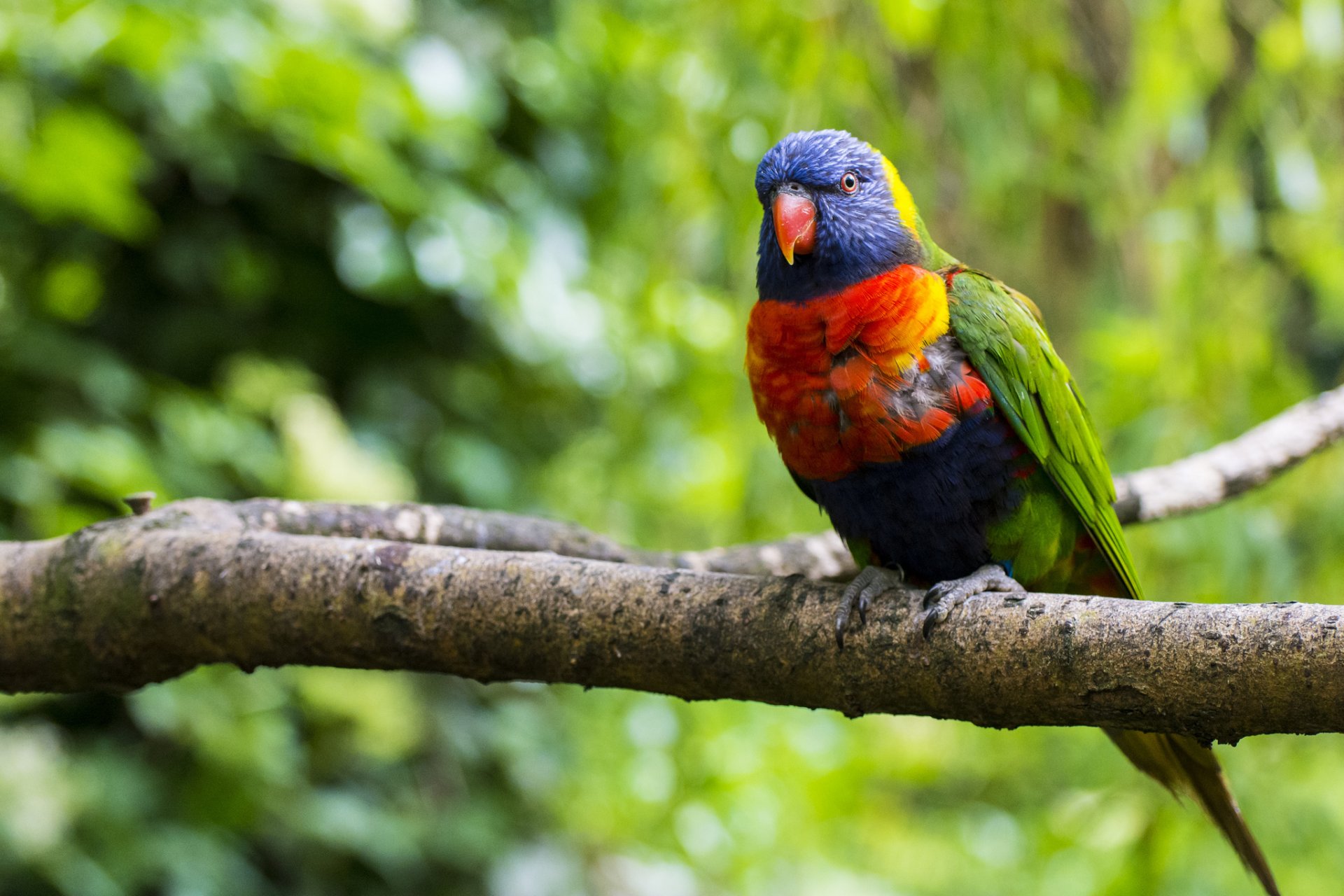 loriquete multicolor pájaro loro multicolor rama árbol vegetación naturaleza desenfoque