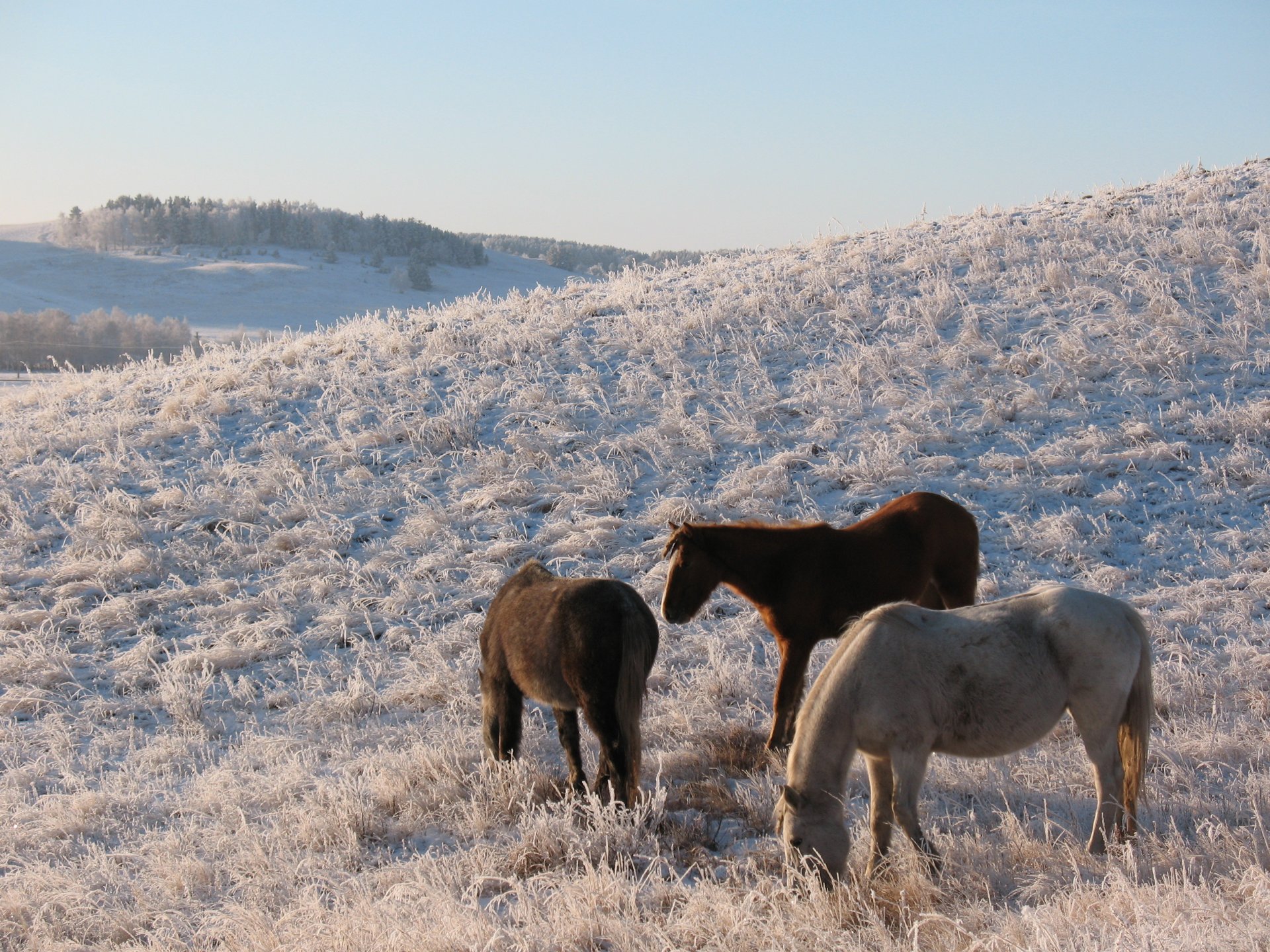 horse horse herd steppe kazakhstan hill winter snow frost kokshetau pasture pasture hd wallpaper