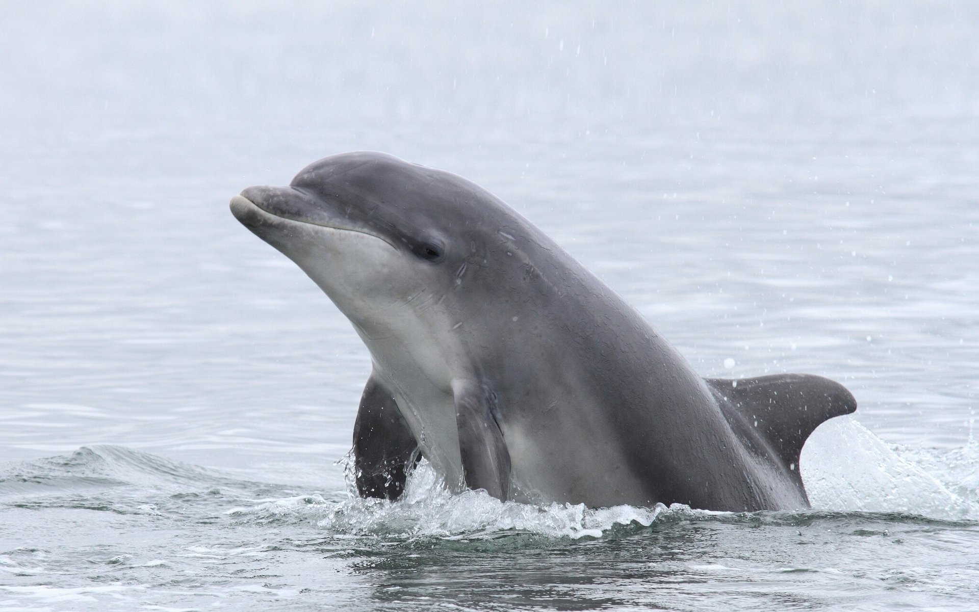 dolphin water spray