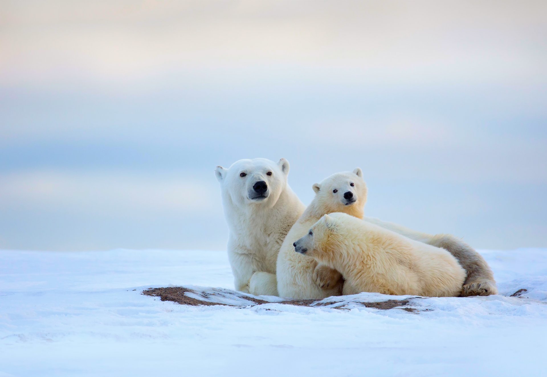 eisbären bär bär winter norden kälte schnee