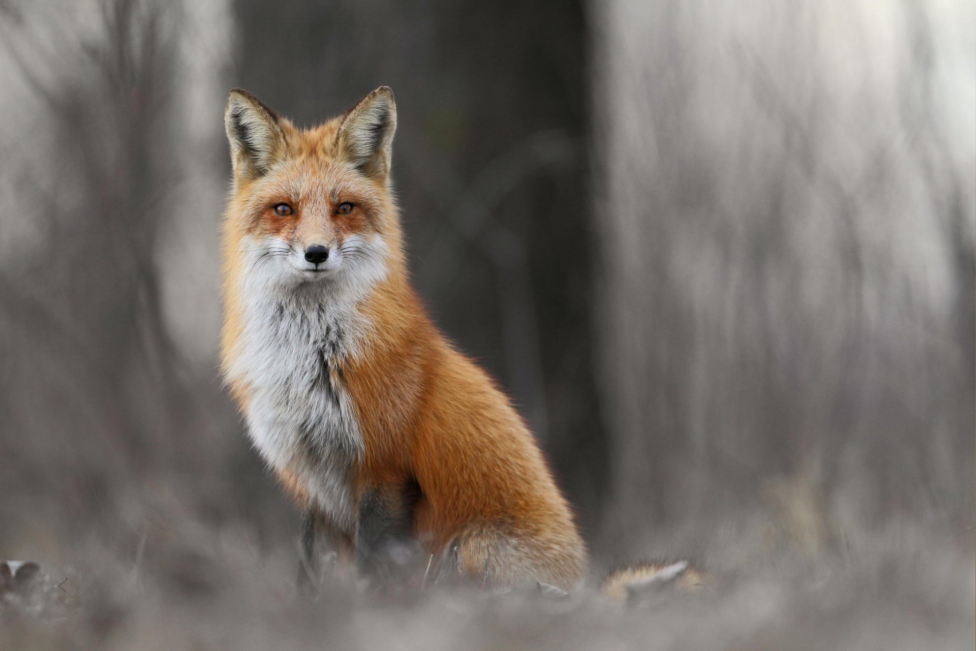 animaux renard renard forêt hiver herbe