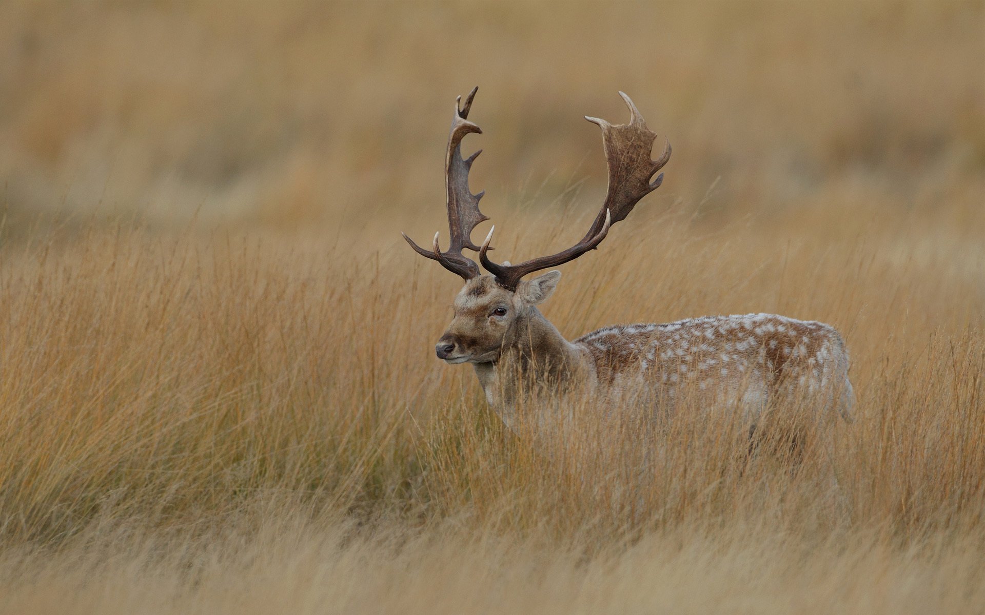 reindeer red deer horn grass dry