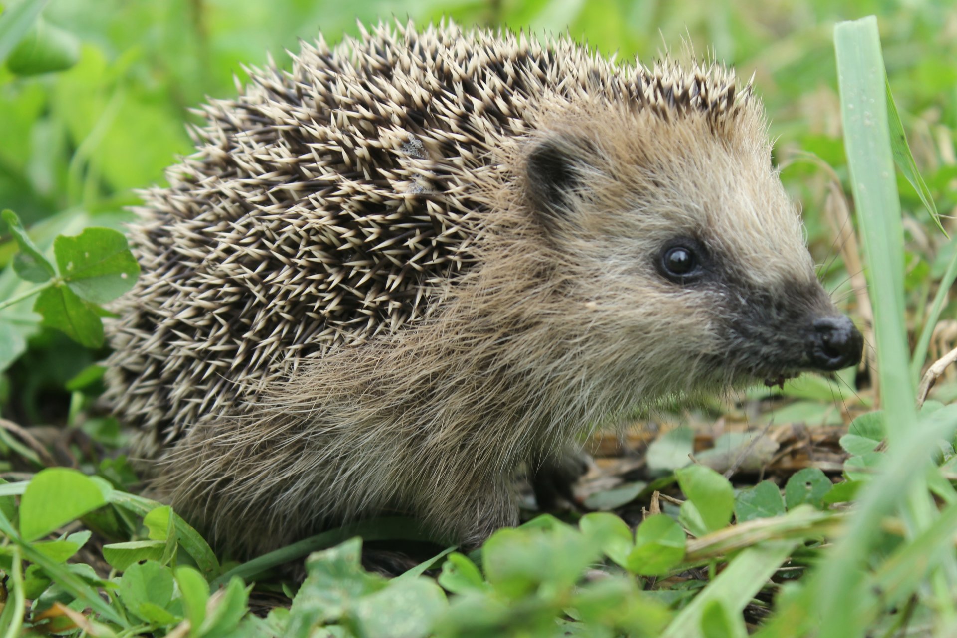 igel stacheln nadeln wild natur gras rasen