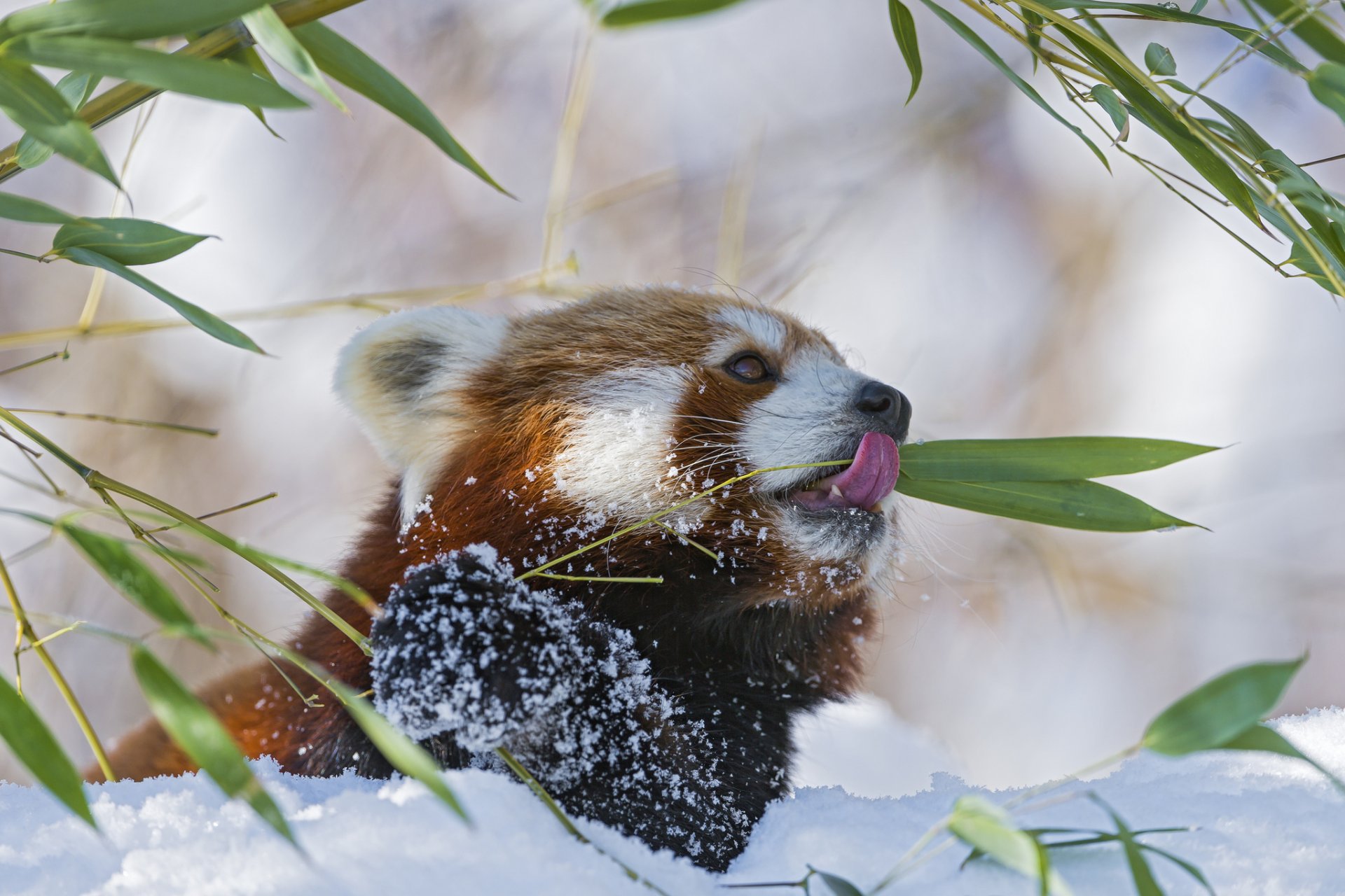 panda rosso firefox ramo bambù neve inverno lingua panda minore ©tambako the jaguar