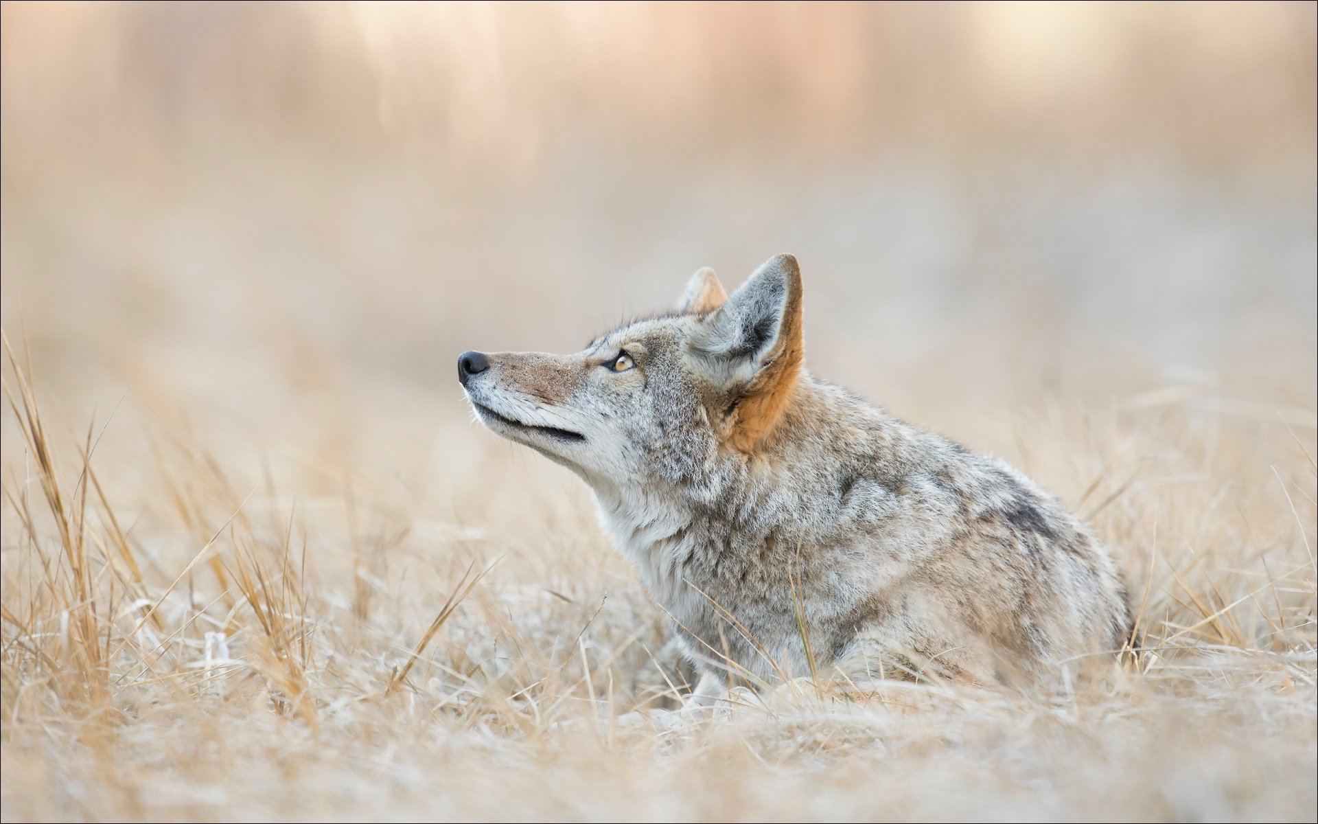 animali coyote lupi