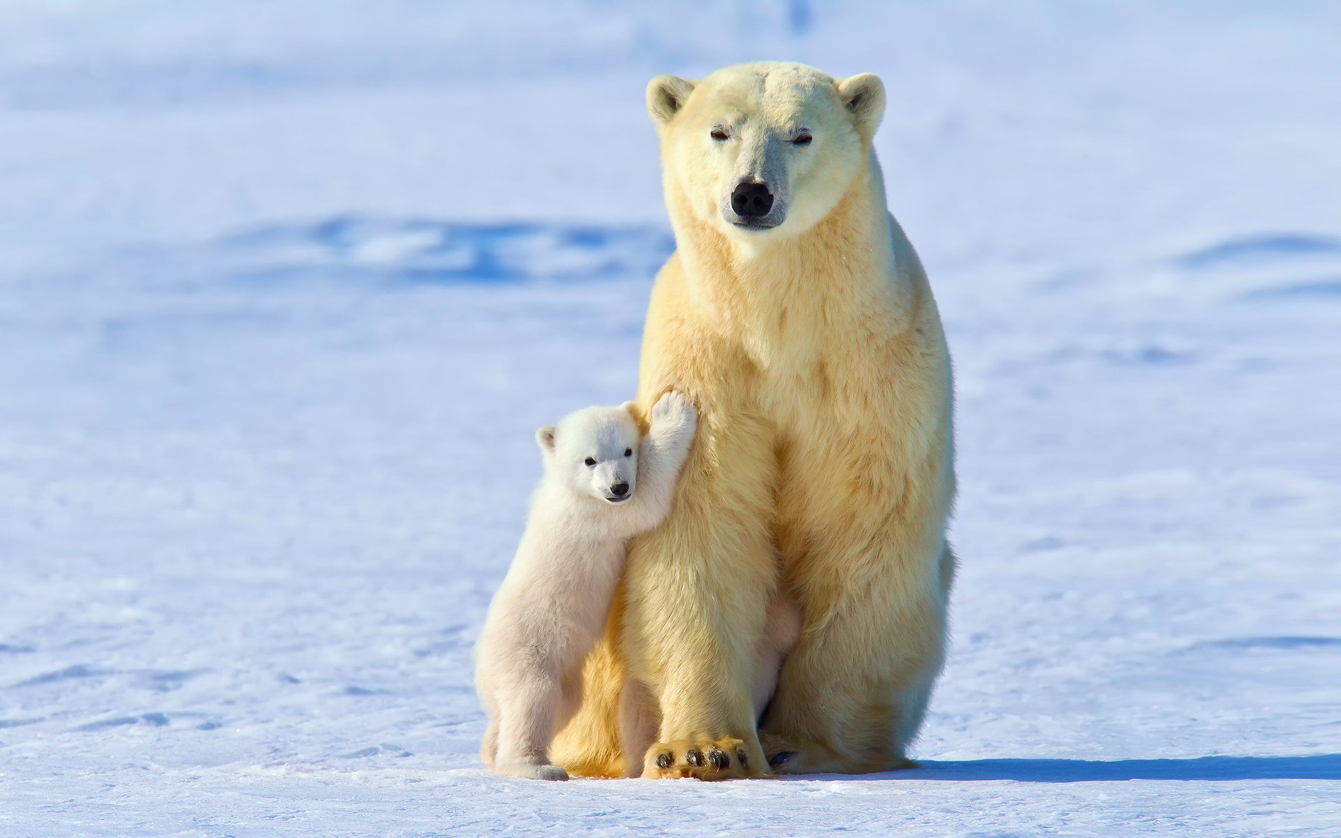 white bear babe polar bears winter snow light