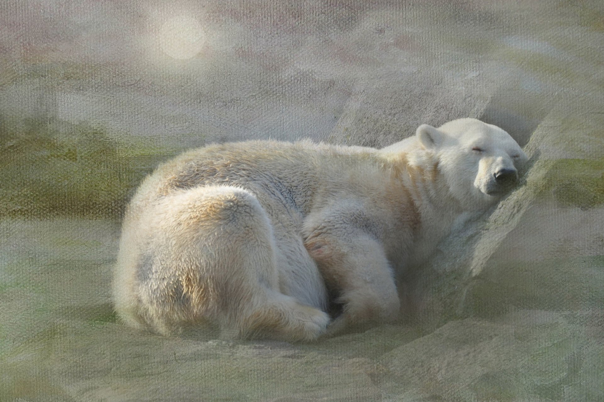 now bear polar white sleeping sports texture