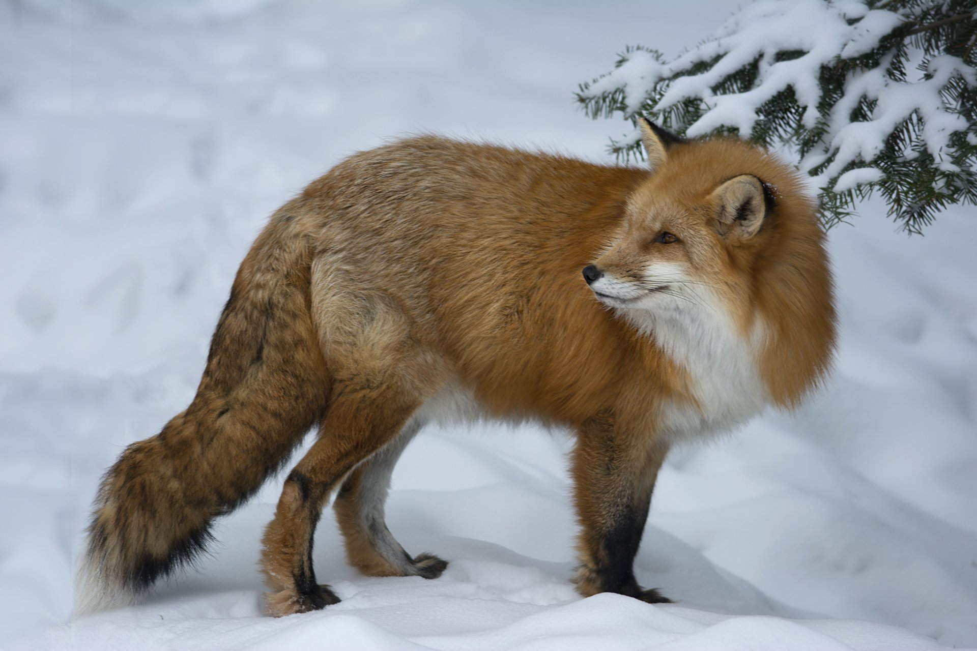 animal renard renard roux mach vue hiver neige