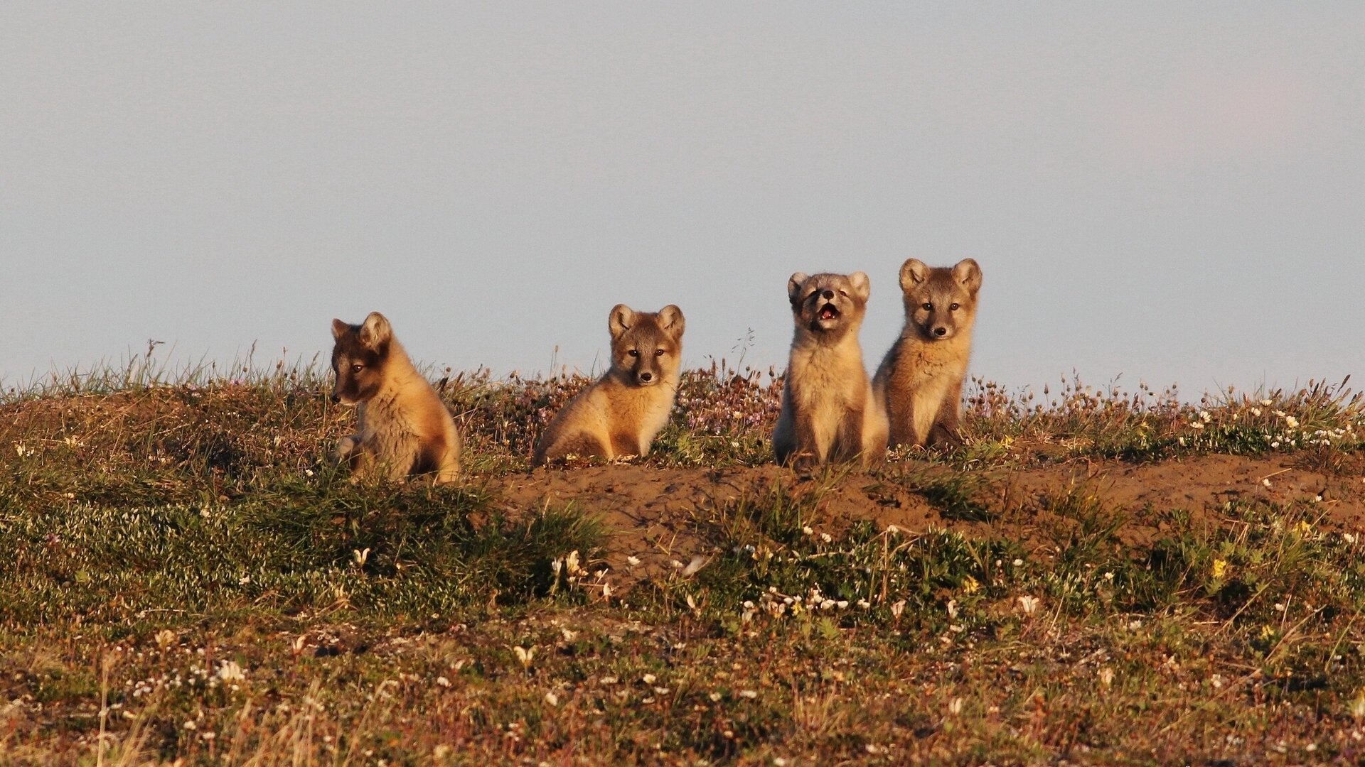 renard polaire renard arctique oursons