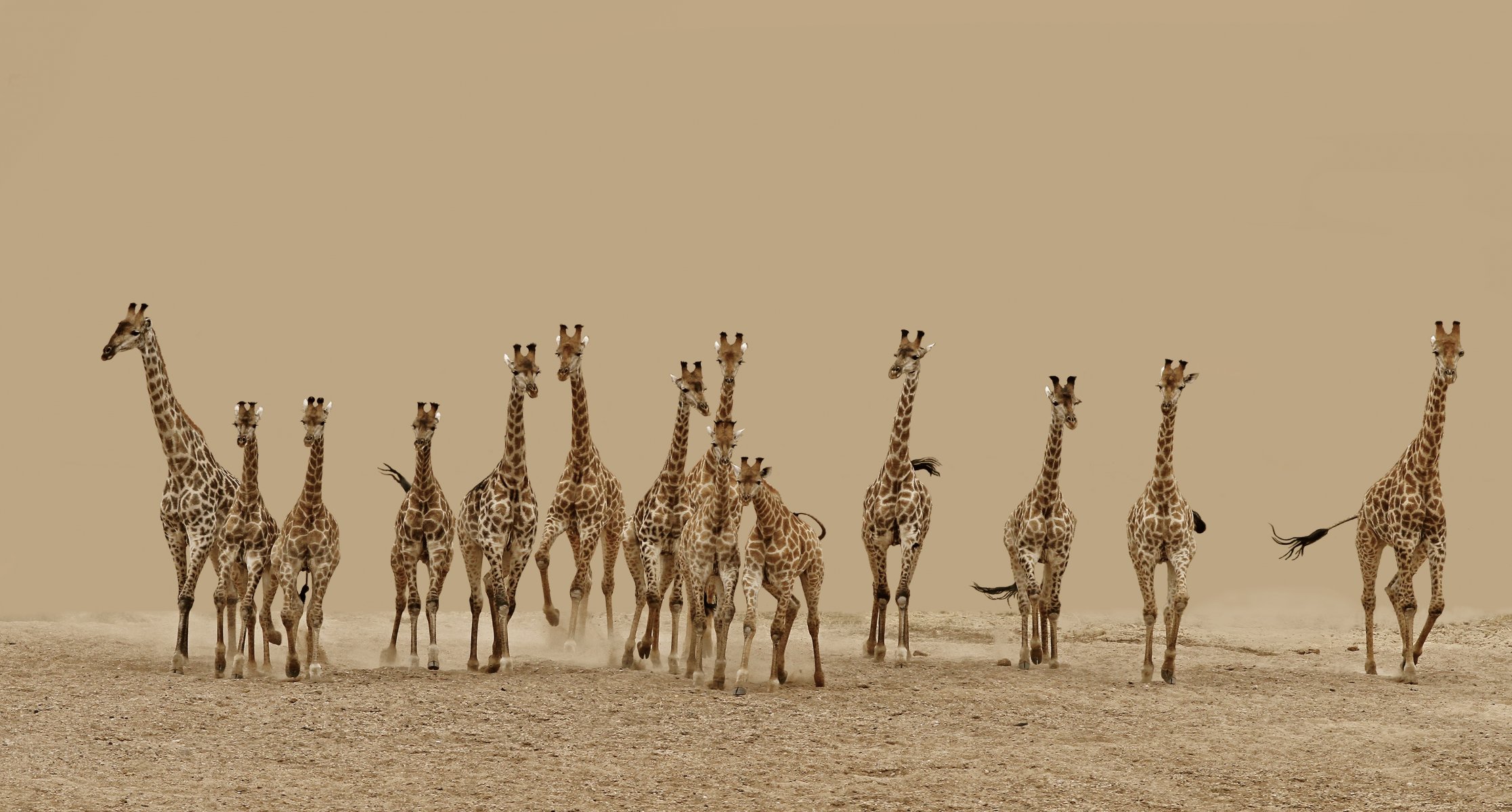 animals giraffes running desert