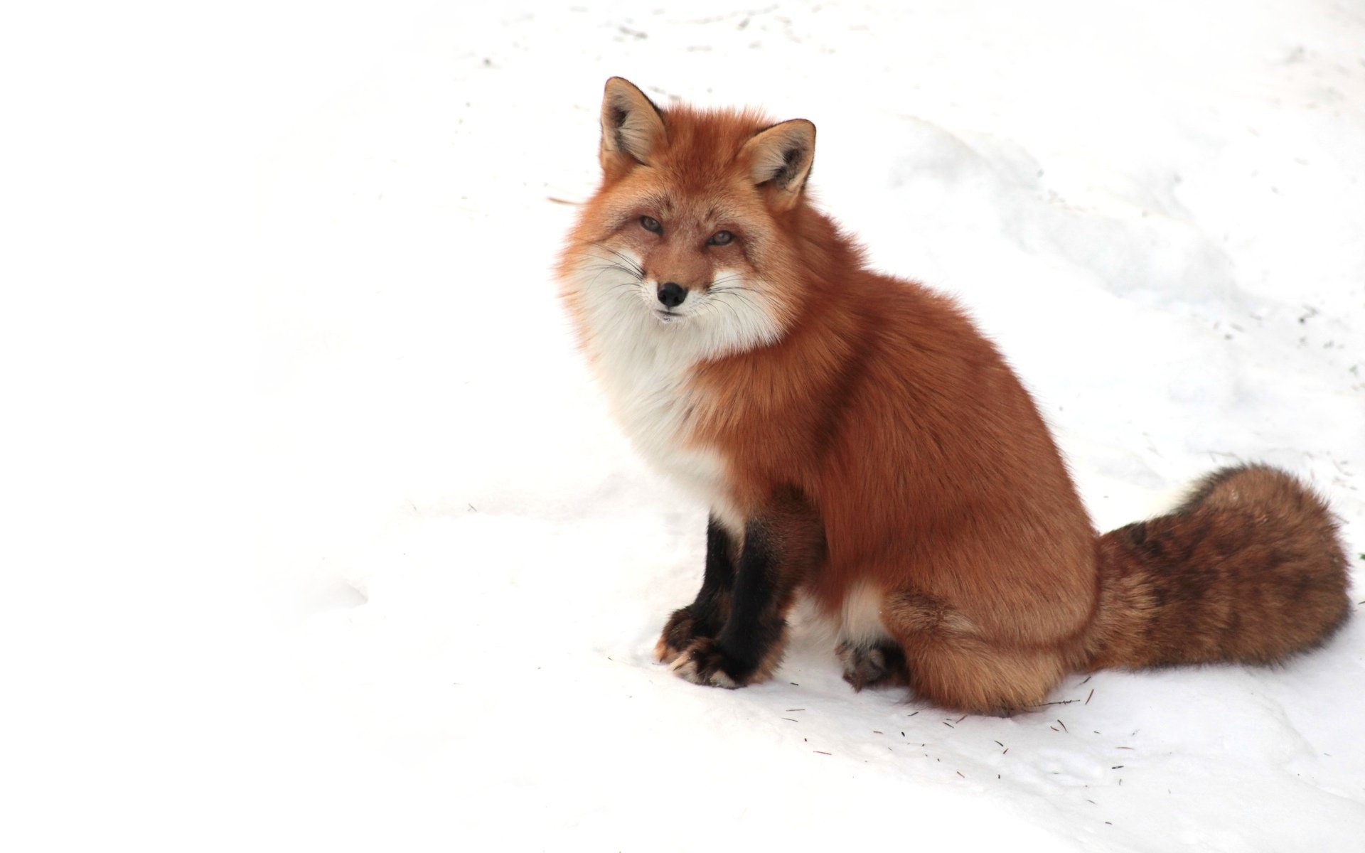 zorro orejas patas cola hocico nieve blanco