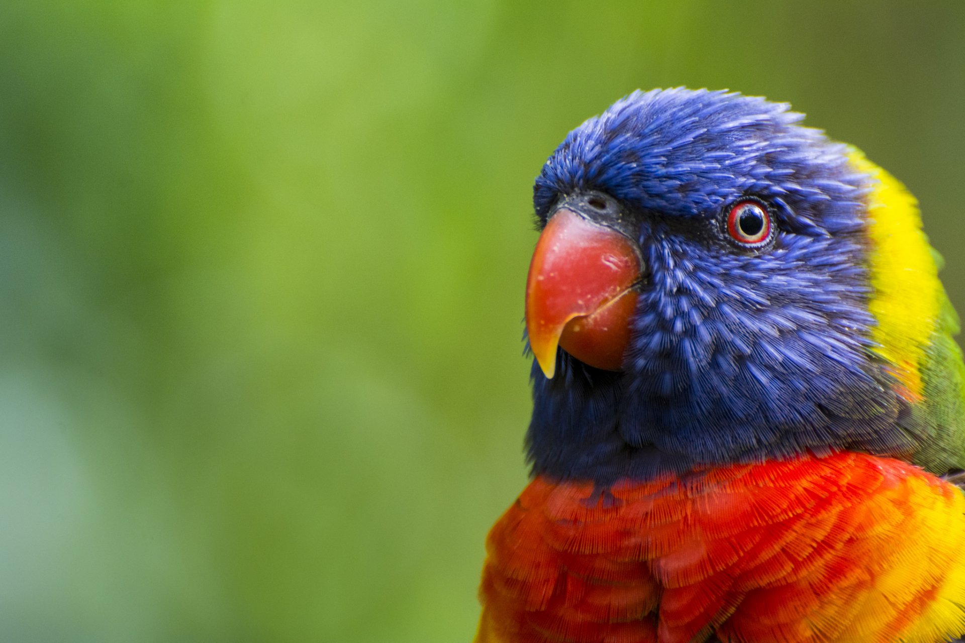 vogel multicolor loriquette papagei bunt kopf schnabel federn farbe grün unschärfe