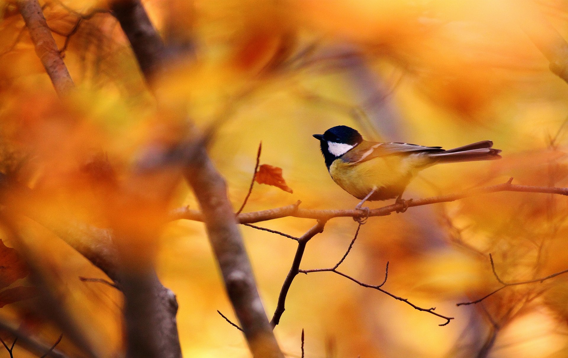 herbst blätter vogel zweig bokeh