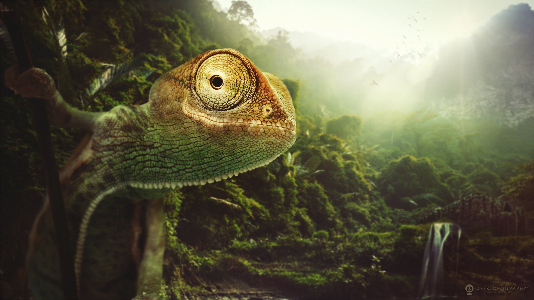 chameleon animals desktopography nature