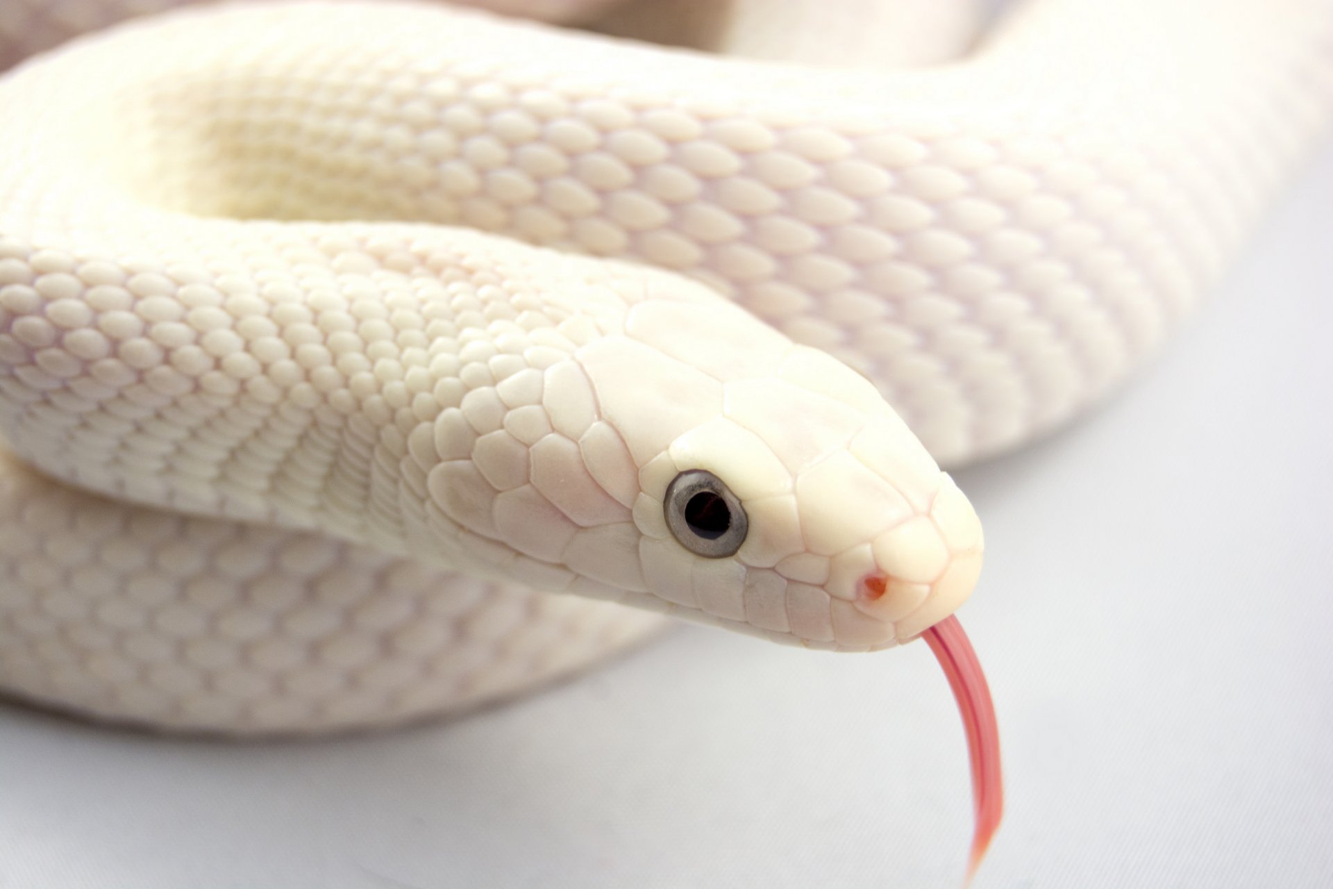 serpiente albino lengua