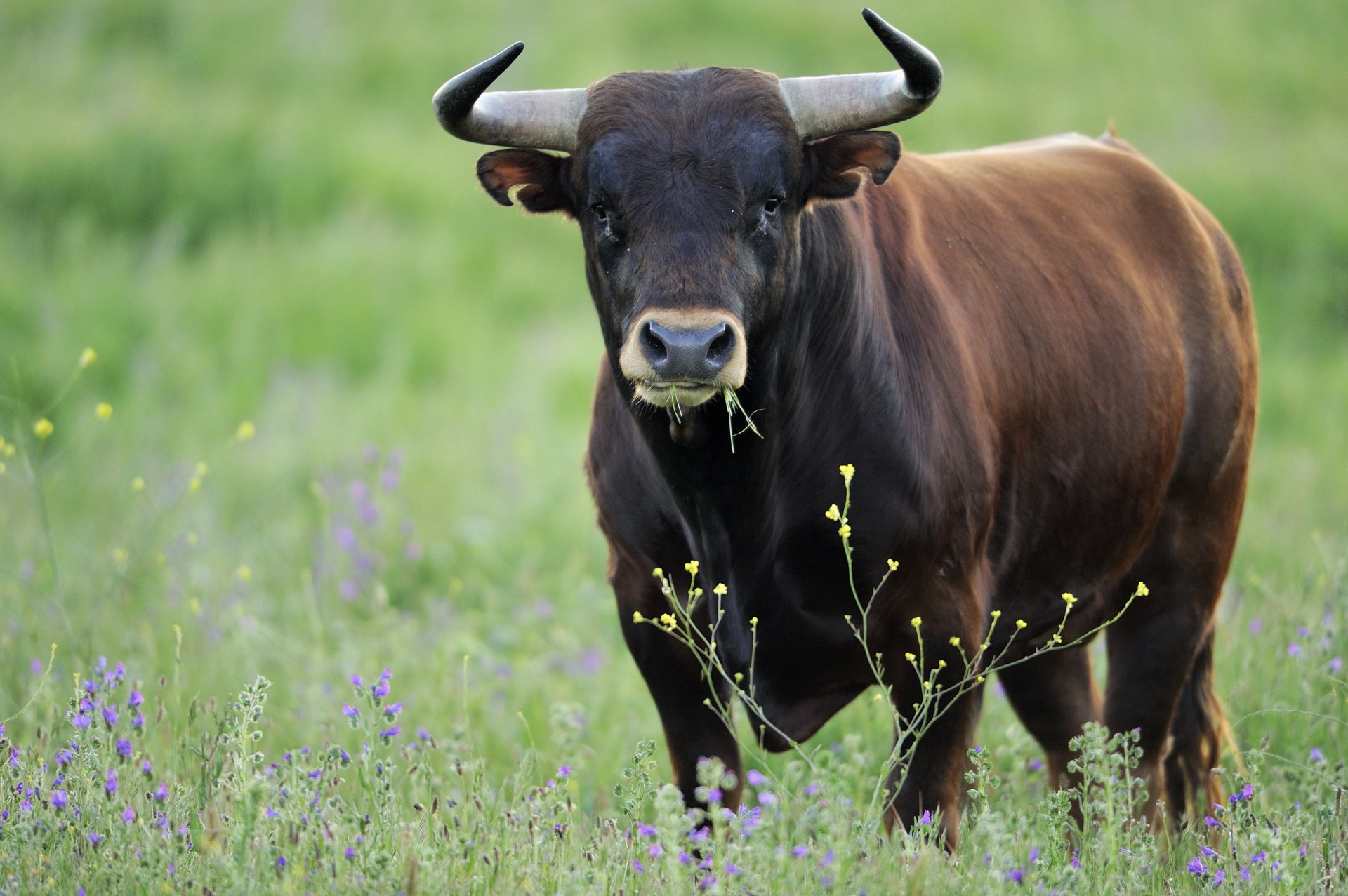 bull look strength power self-confidence